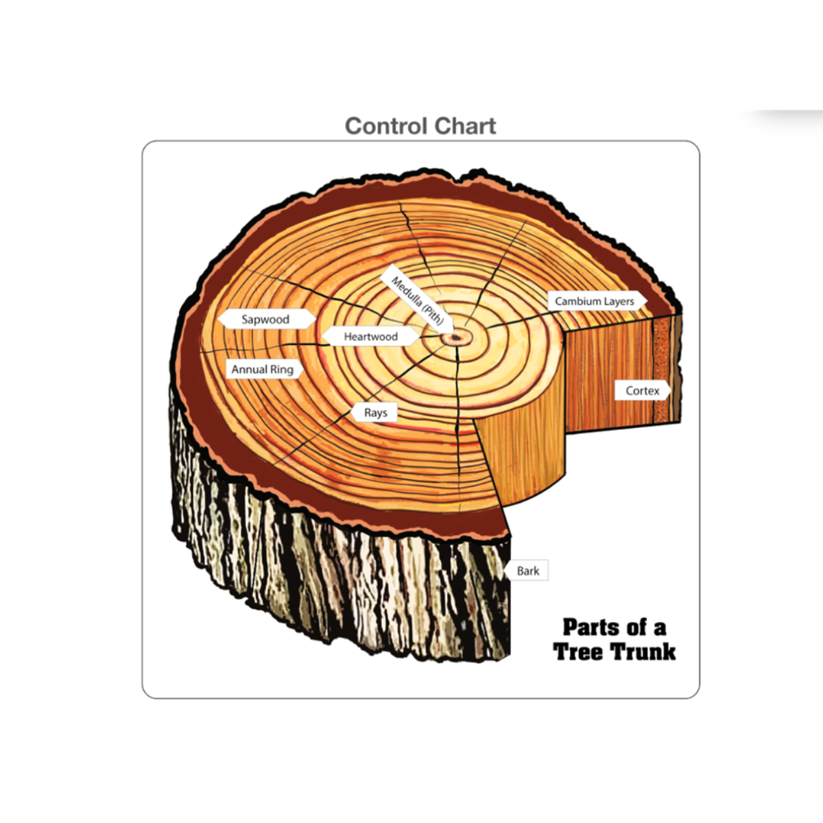 Parts of a Tree Trunk Puzzle