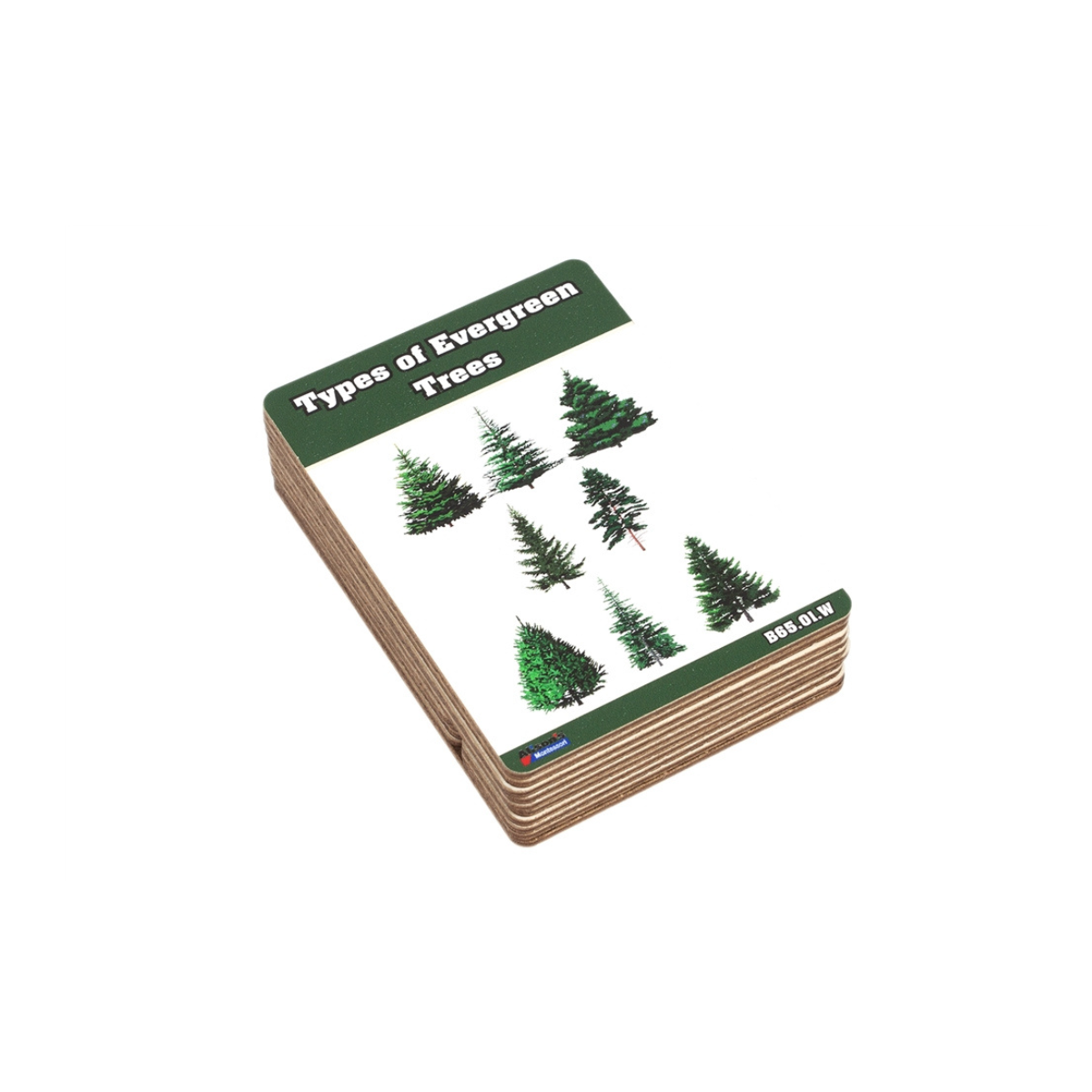 Types of Evergreen Trees Wooden Nomenclature Cards (3-6)
