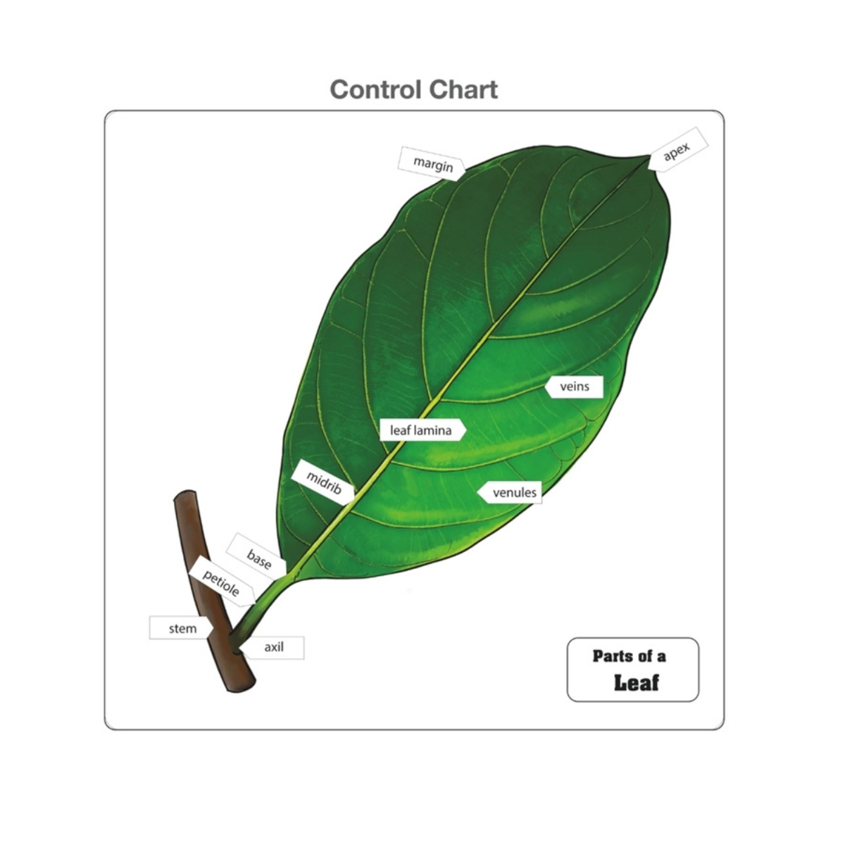 Parts of a Leaf Puzzle with Nomenclature Cards (Printed) (3-6)