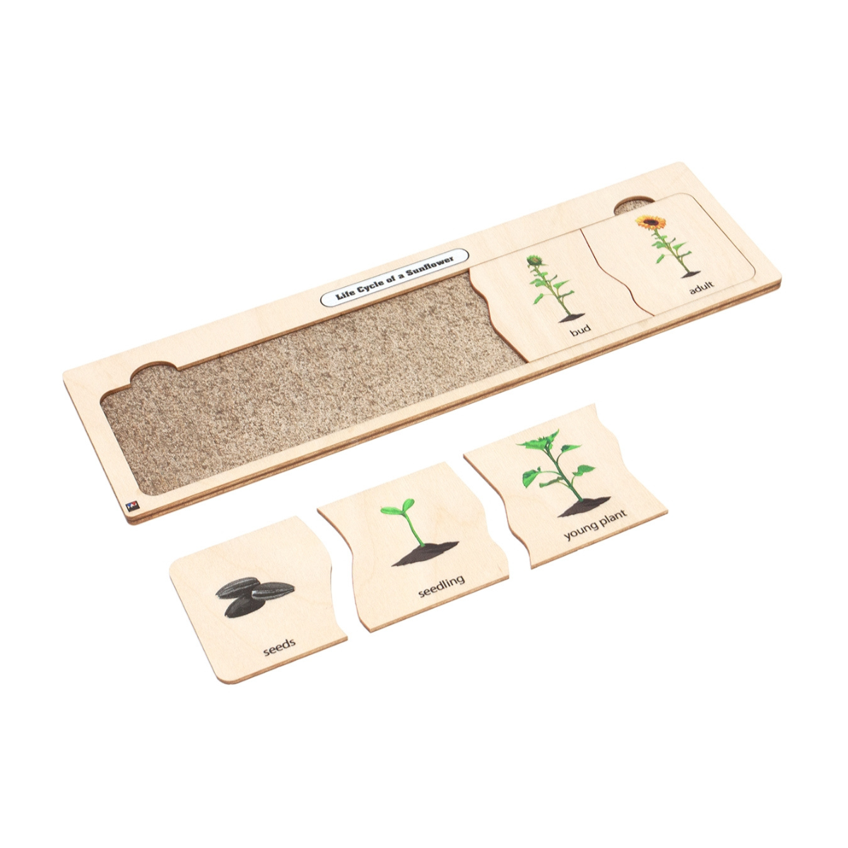 Life Cycle Puzzle: Sunflower