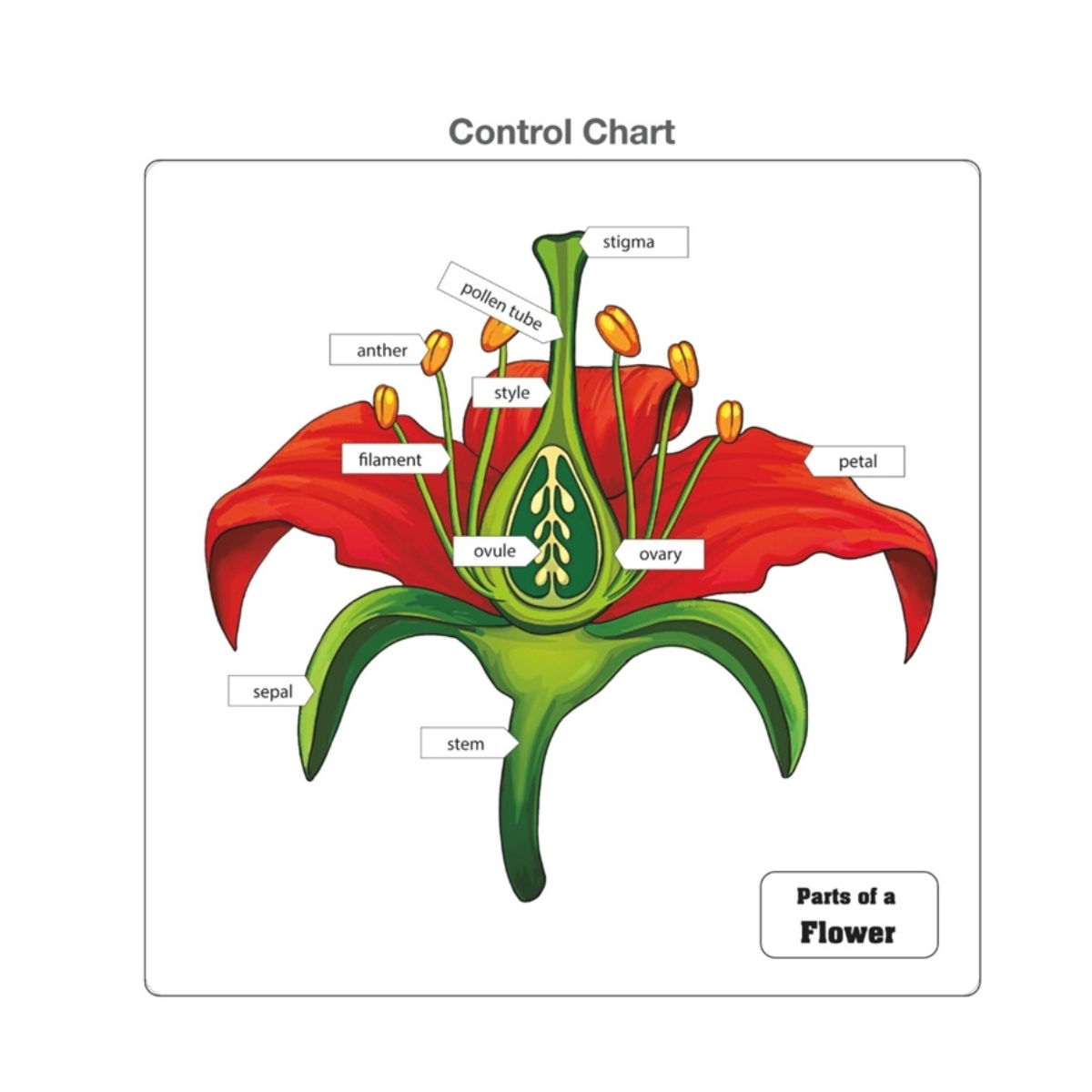 Parts of a Flower Puzzle with Nomenclature Cards (Printed) (3-6)