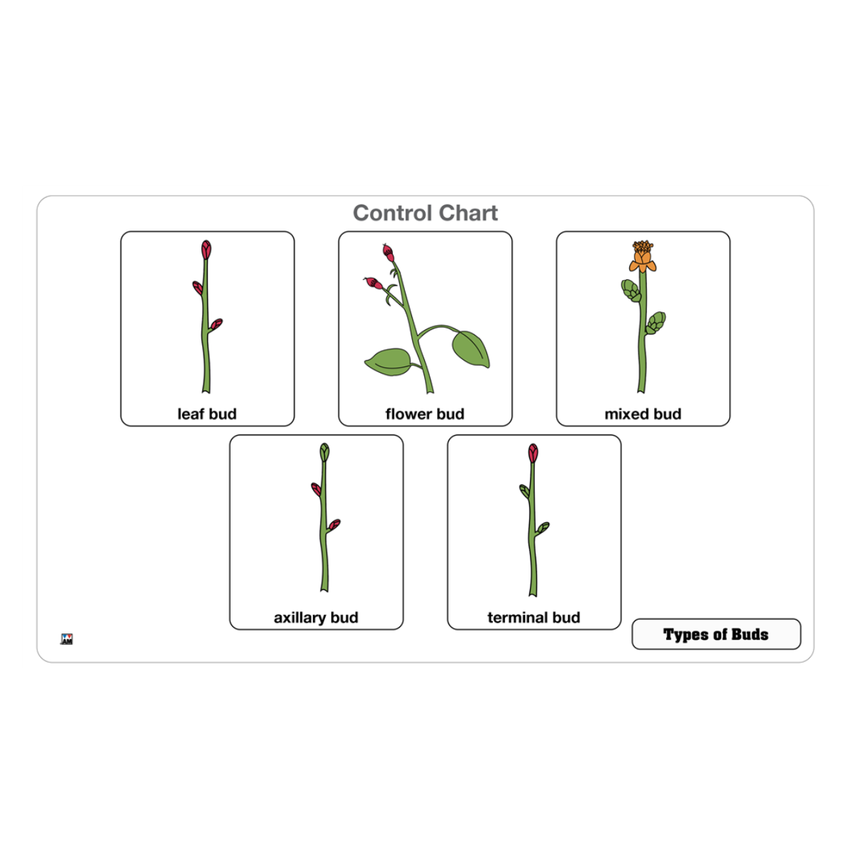 Types of Buds Puzzle