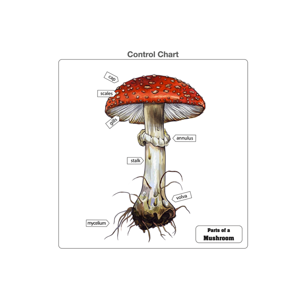 Parts of a Mushroom Puzzle with Nomenclature Cards (6-9)