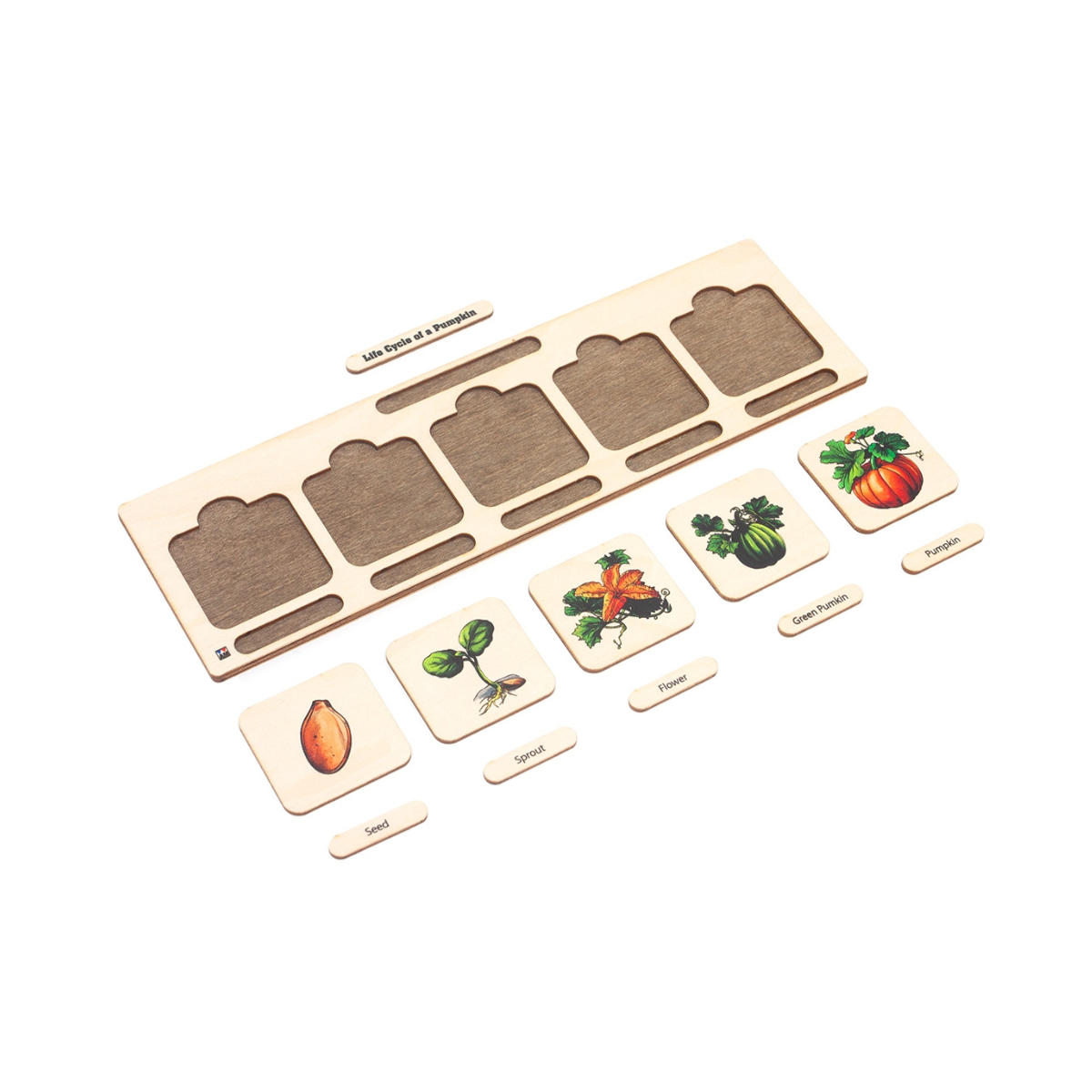 Life Cycle Puzzle: Pumpkin