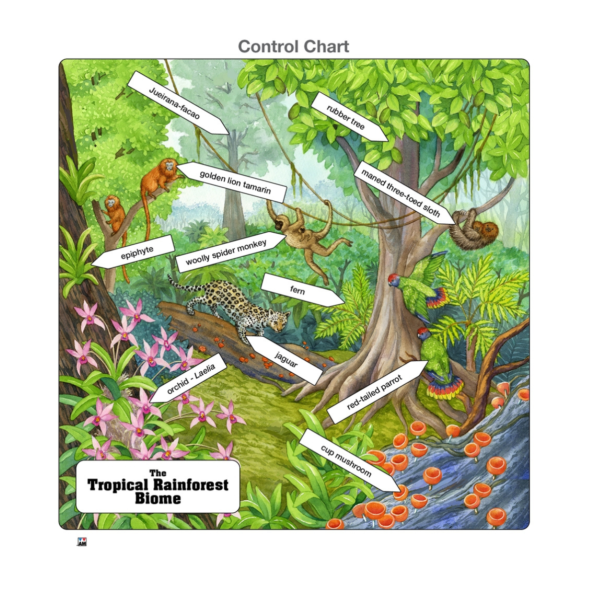 Tropical Rainforest Biome Puzzle