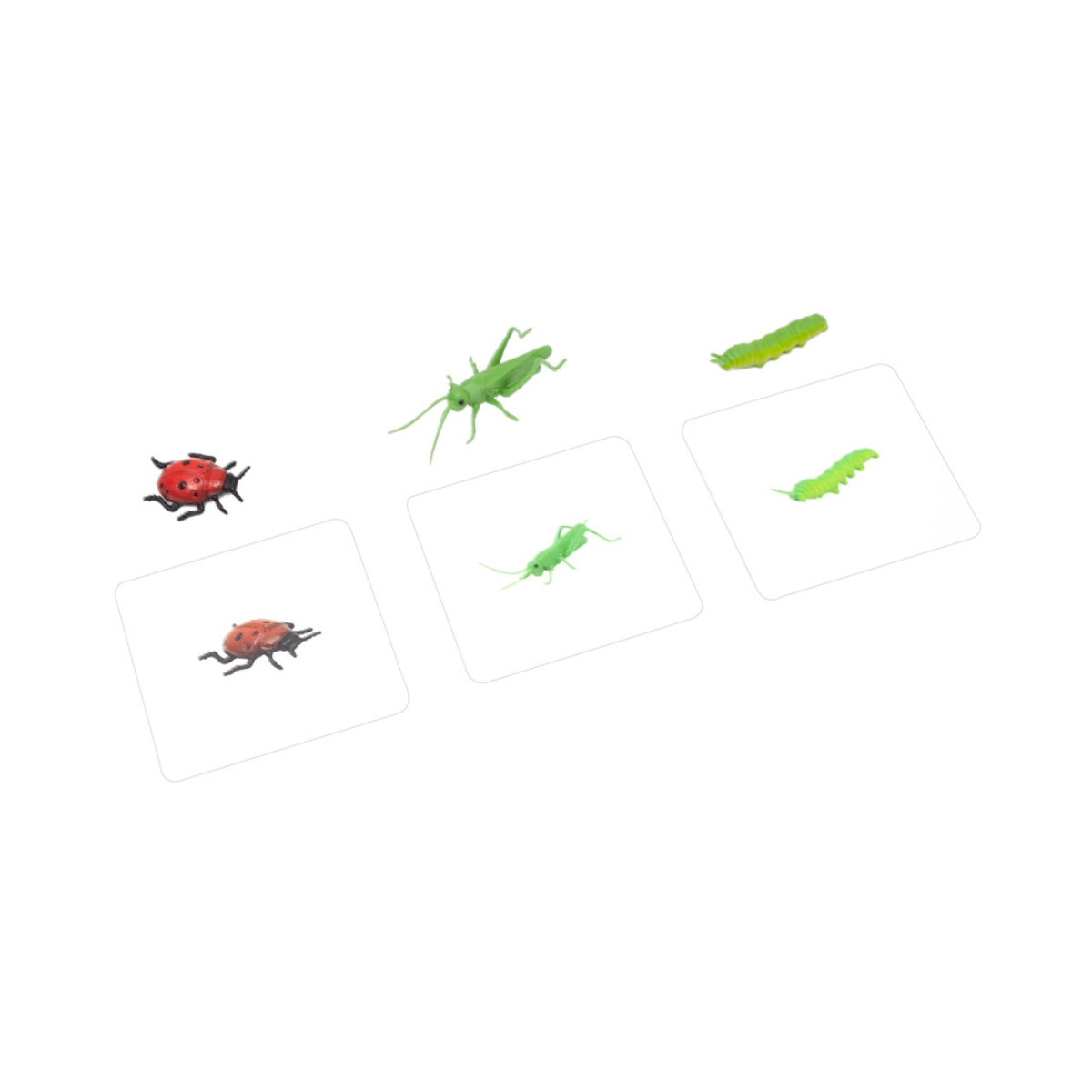 Object to Picture Matching: Insects