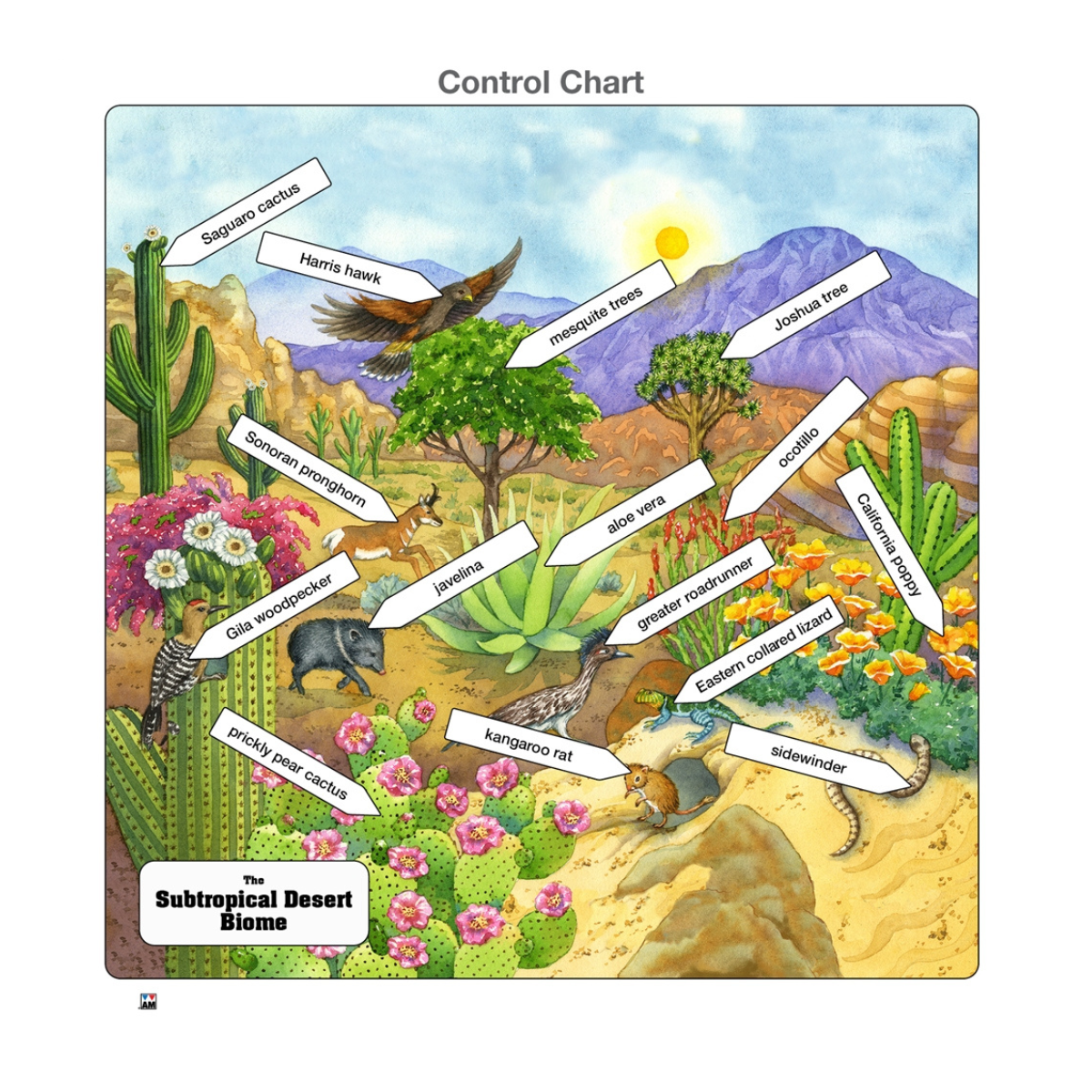 Subtropical Desert Biome Puzzle