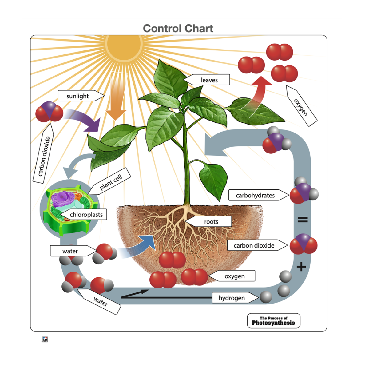 The Process of Photosynthesis Puzzle with Nomenclature Cards (6-9)