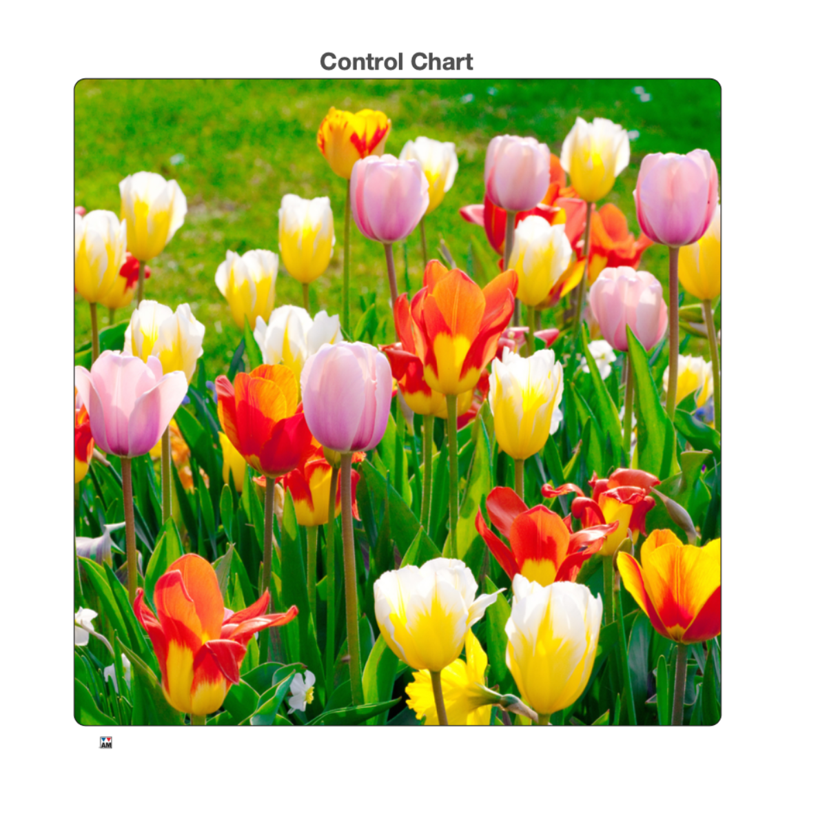 Tulip - Jigsaw Puzzle