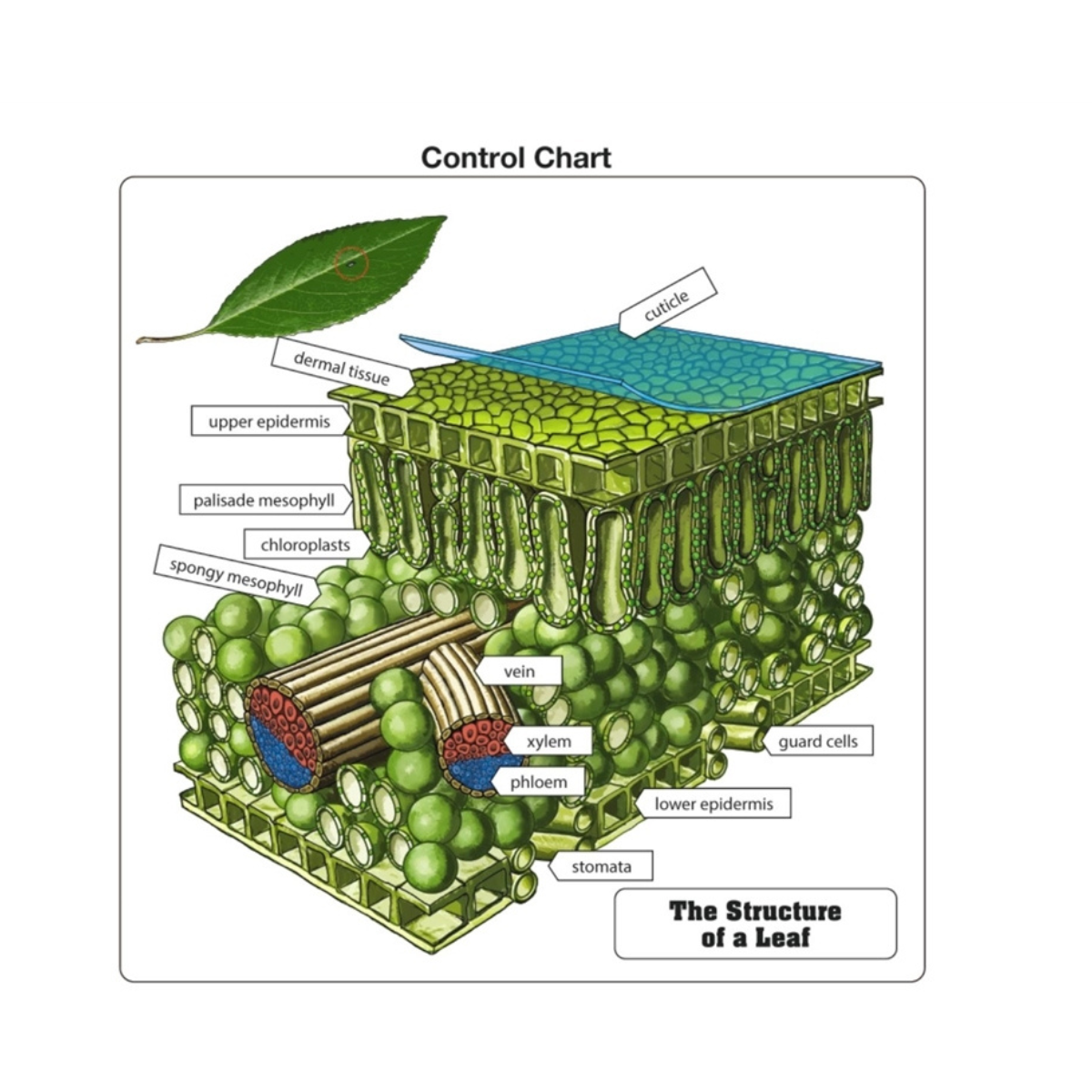 The Structure of a Leaf Puzzle