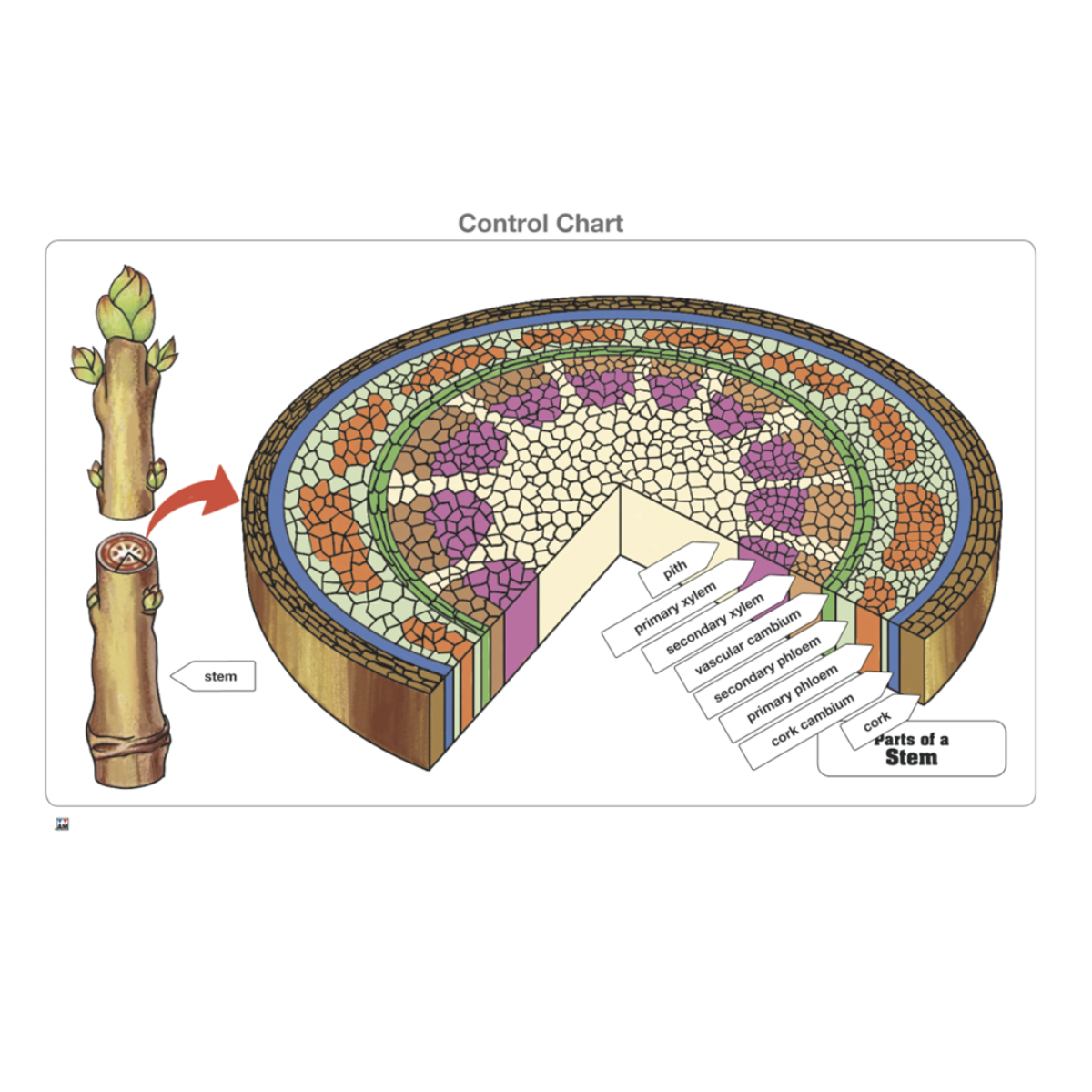 Parts of a Stem Puzzle