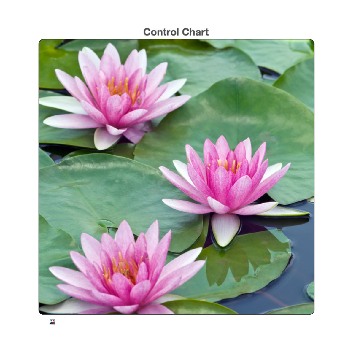 Water Lily - Jigsaw Puzzle