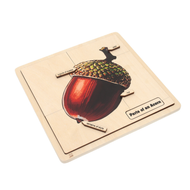 Parts of an Acorn Puzzle with Nomenclature Cards (3-6)