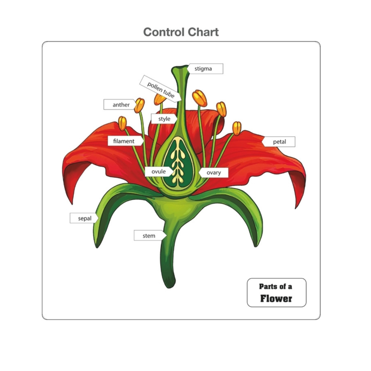 Parts of a Flower Puzzle with Nomenclature Cards (Printed) (6-9)