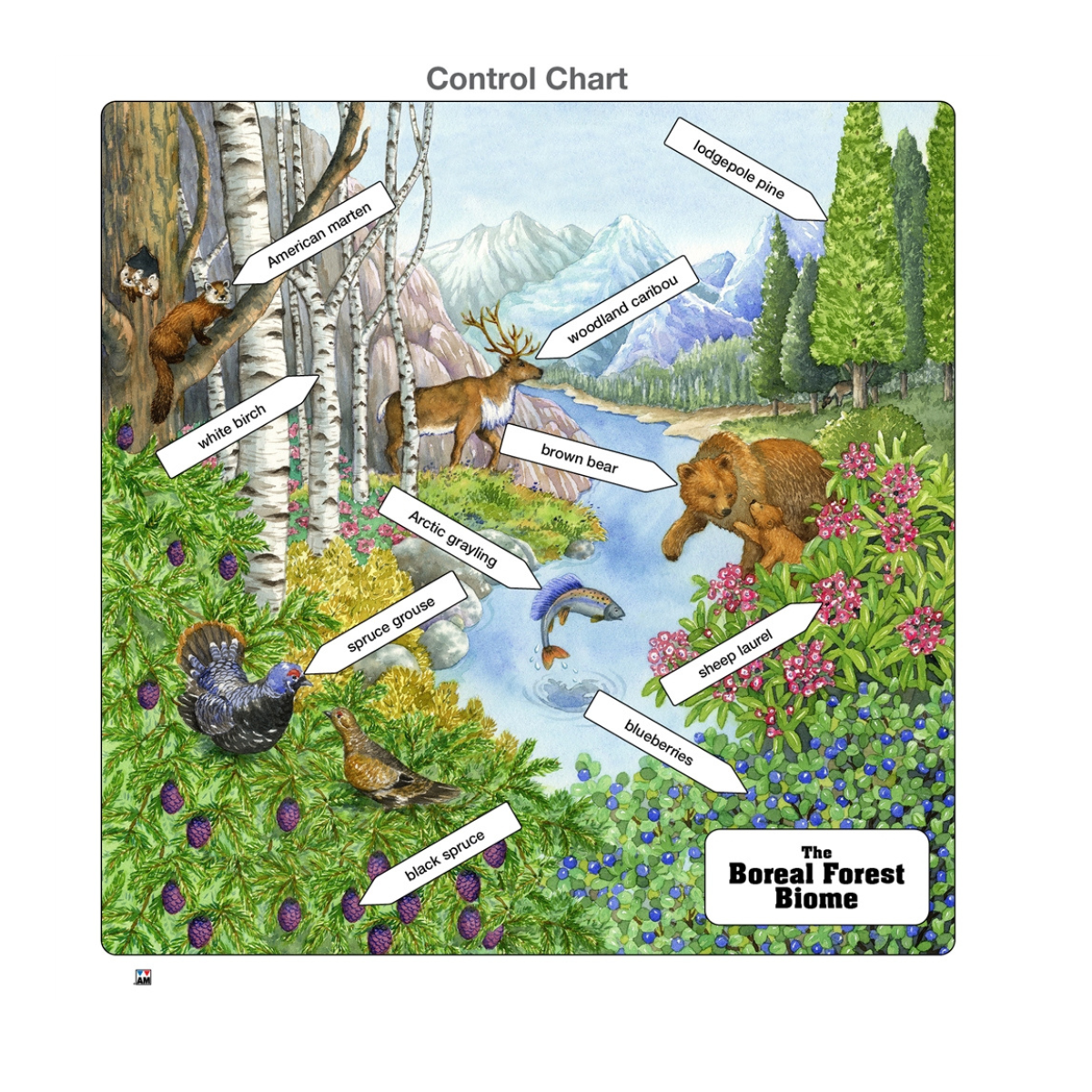Boreal Forest Biome Puzzle