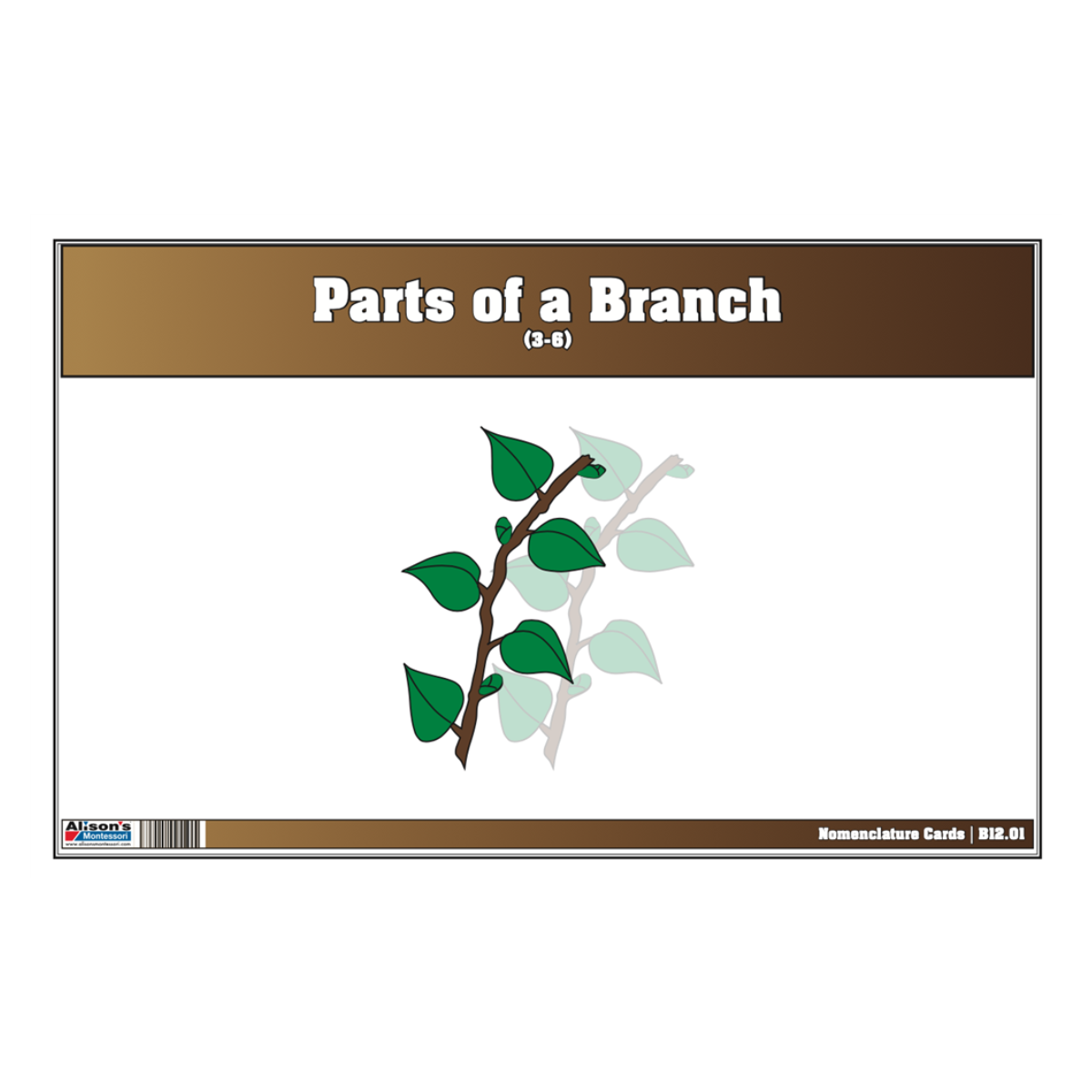 Parts of a Branch Puzzle with Nomenclature Cards (3-6)