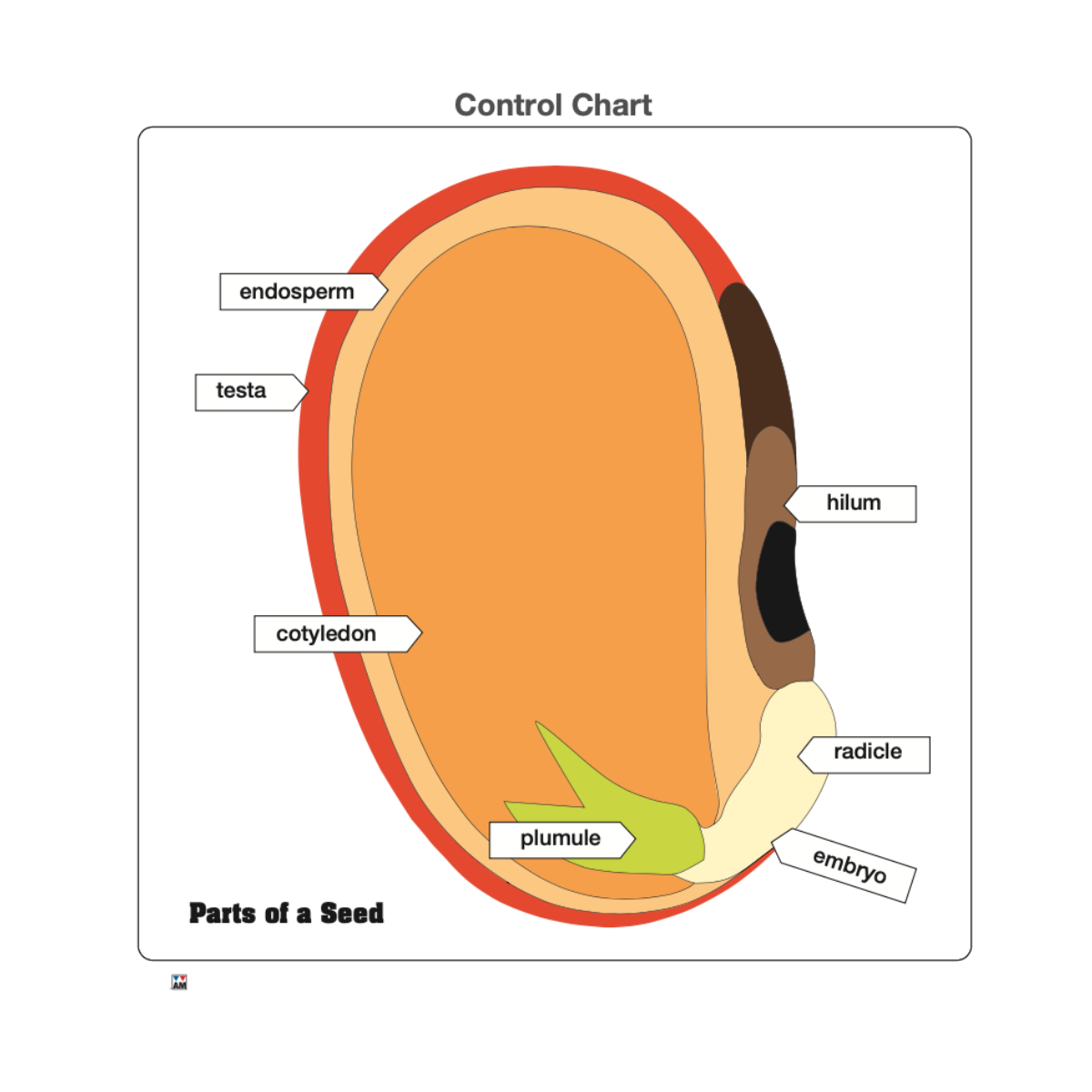 Parts of a Seed Puzzle with Nomenclature Cards 6-9 (Printed)