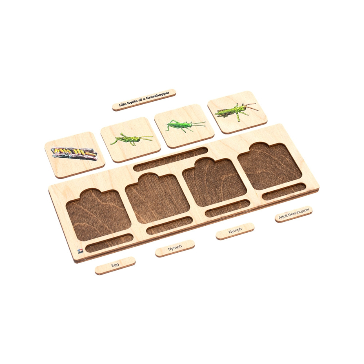 Life Cycle Set: Grasshopper