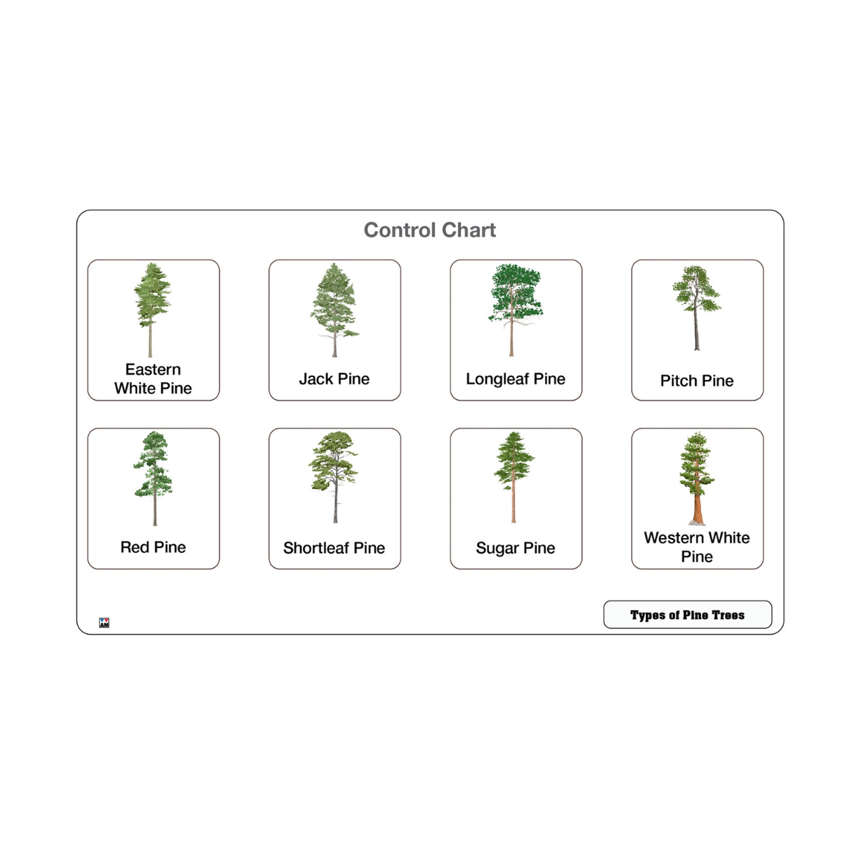 Types of Pine Trees Puzzle