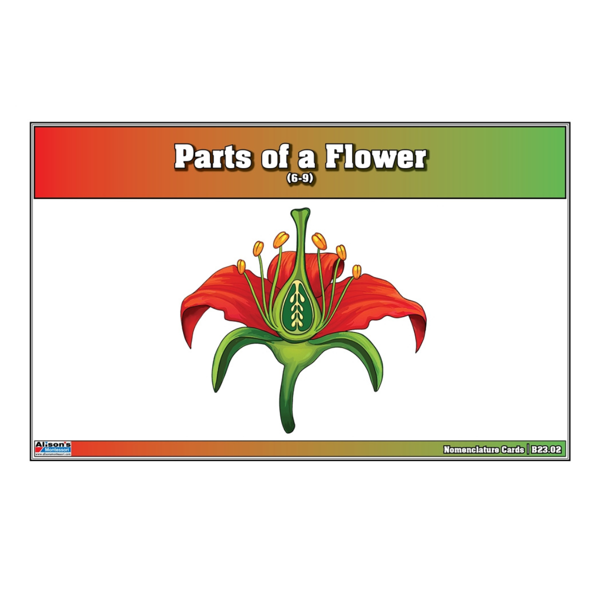 Parts of a Flower Puzzle with Nomenclature Cards (Printed) (6-9)