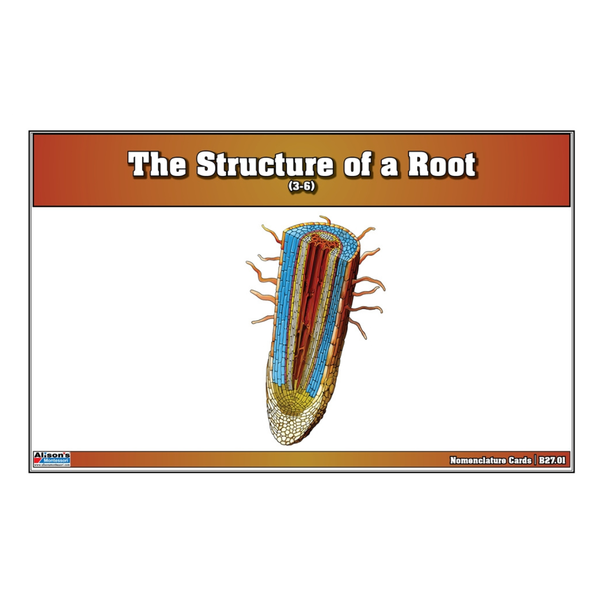 The Structure of a Root Puzzle with Nomenclature Cards (Printed) (3-6)