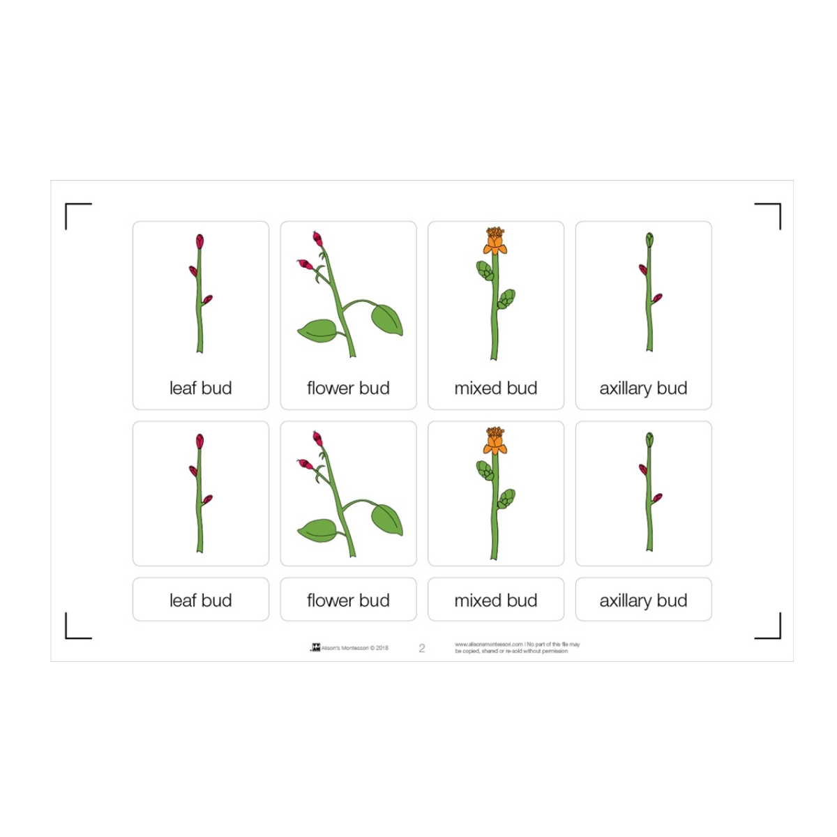 Types of Buds Puzzle with Nomenclature Cards 6-9 (Printed)