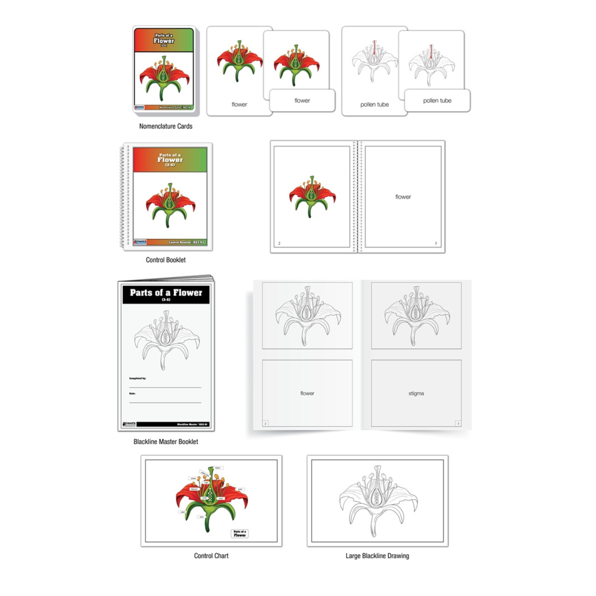 Parts of a Flower Puzzle with Nomenclature Cards (Printed) (3-6)