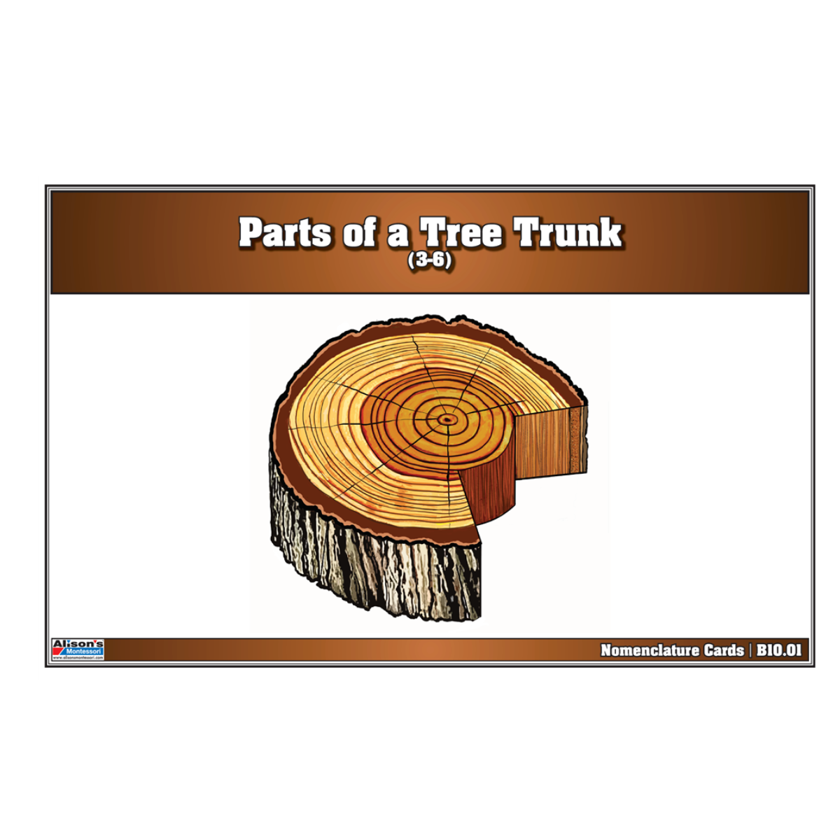 Parts of a Tree Trunk Puzzle with Nomenclature Cards 3-6