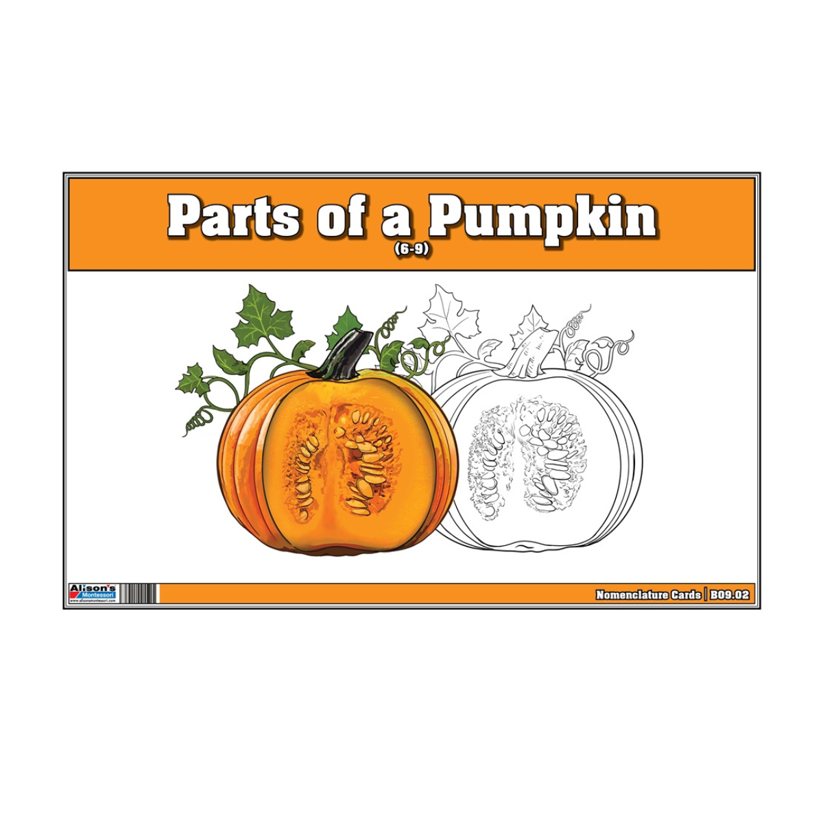 Parts of a Pumpkin puzzle with Nomenclature Cards (6-9)