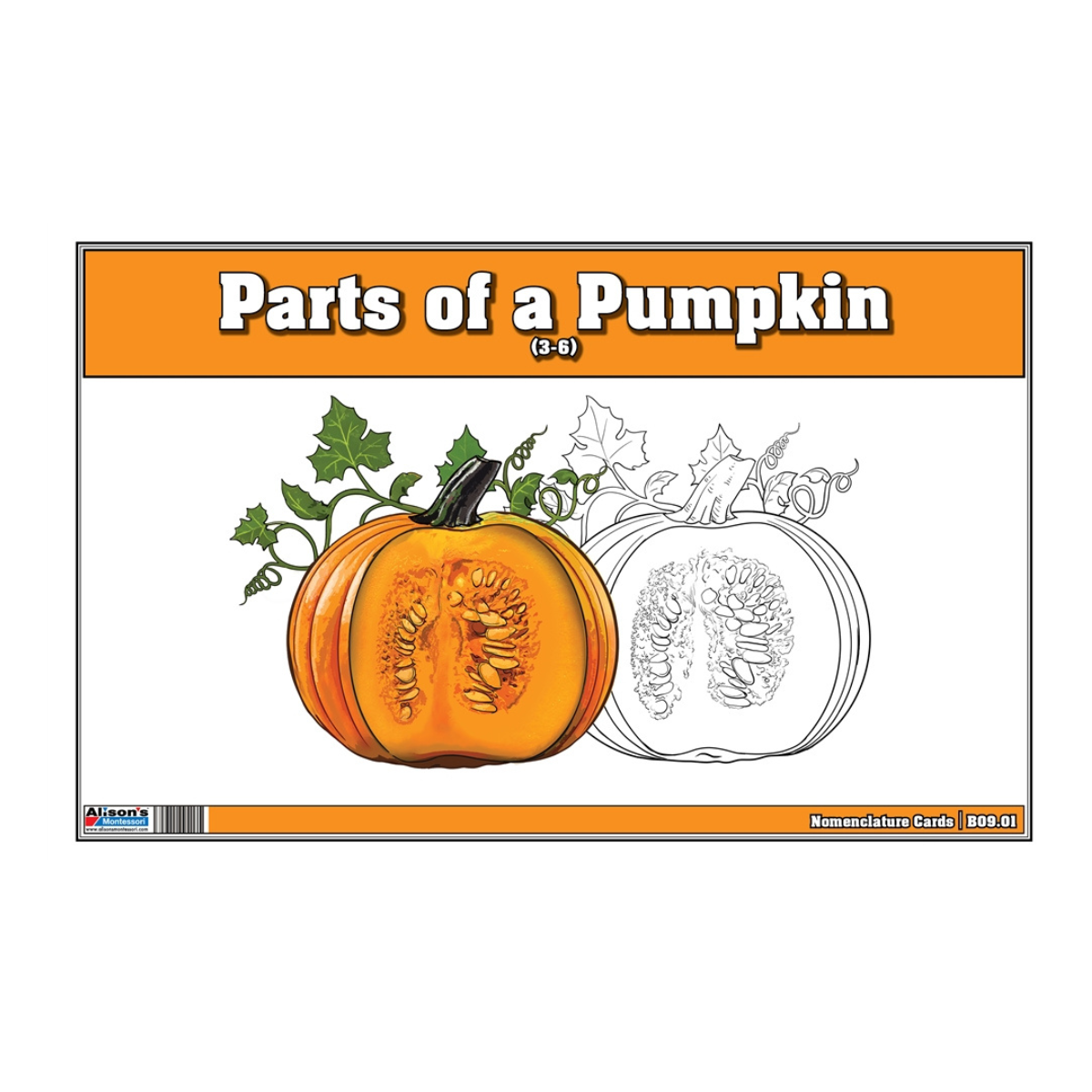 Parts of a Pumpkin puzzle with Nomenclature Cards (3-6)