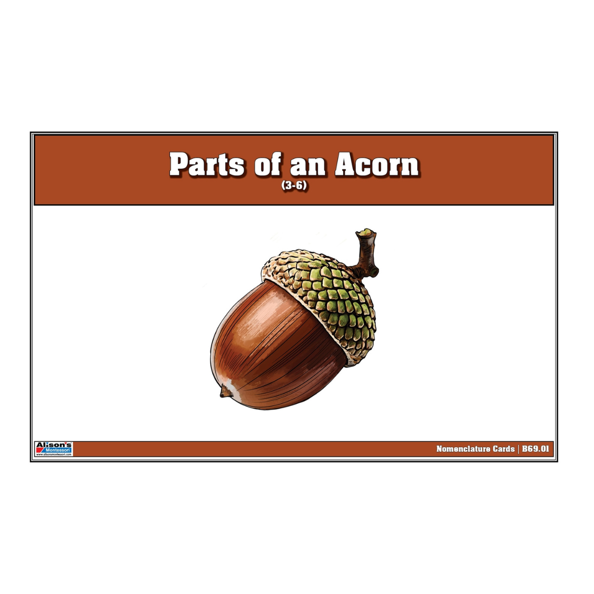 Parts of an Acorn Puzzle with Nomenclature Cards (3-6)