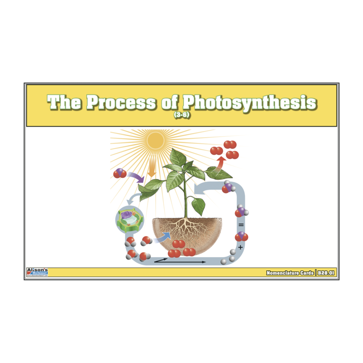 The Process of Photosynthesis Puzzle with Nomenclature Cards (3-6)