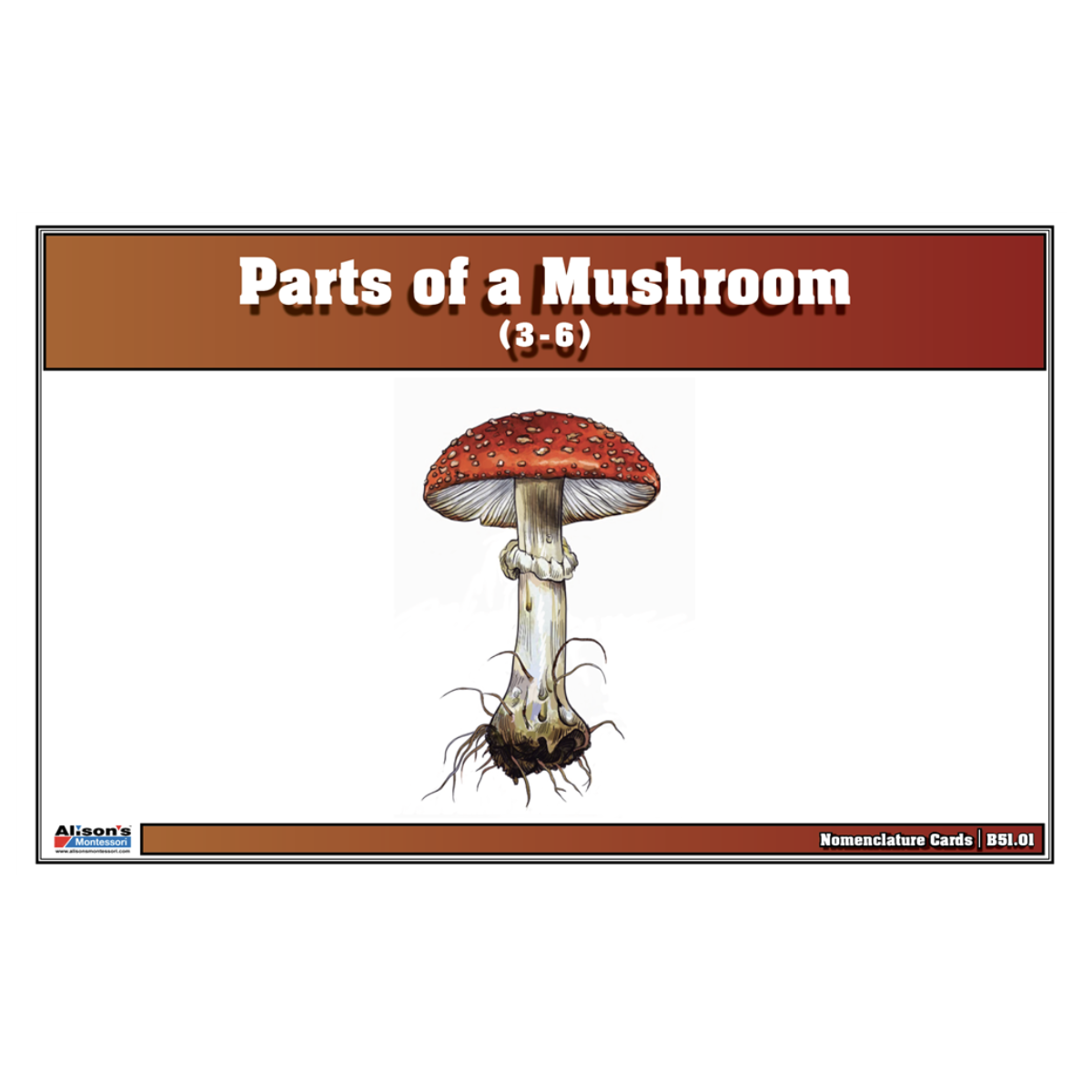 Parts of a Mushroom Puzzle with Nomenclature Cards (3-6)