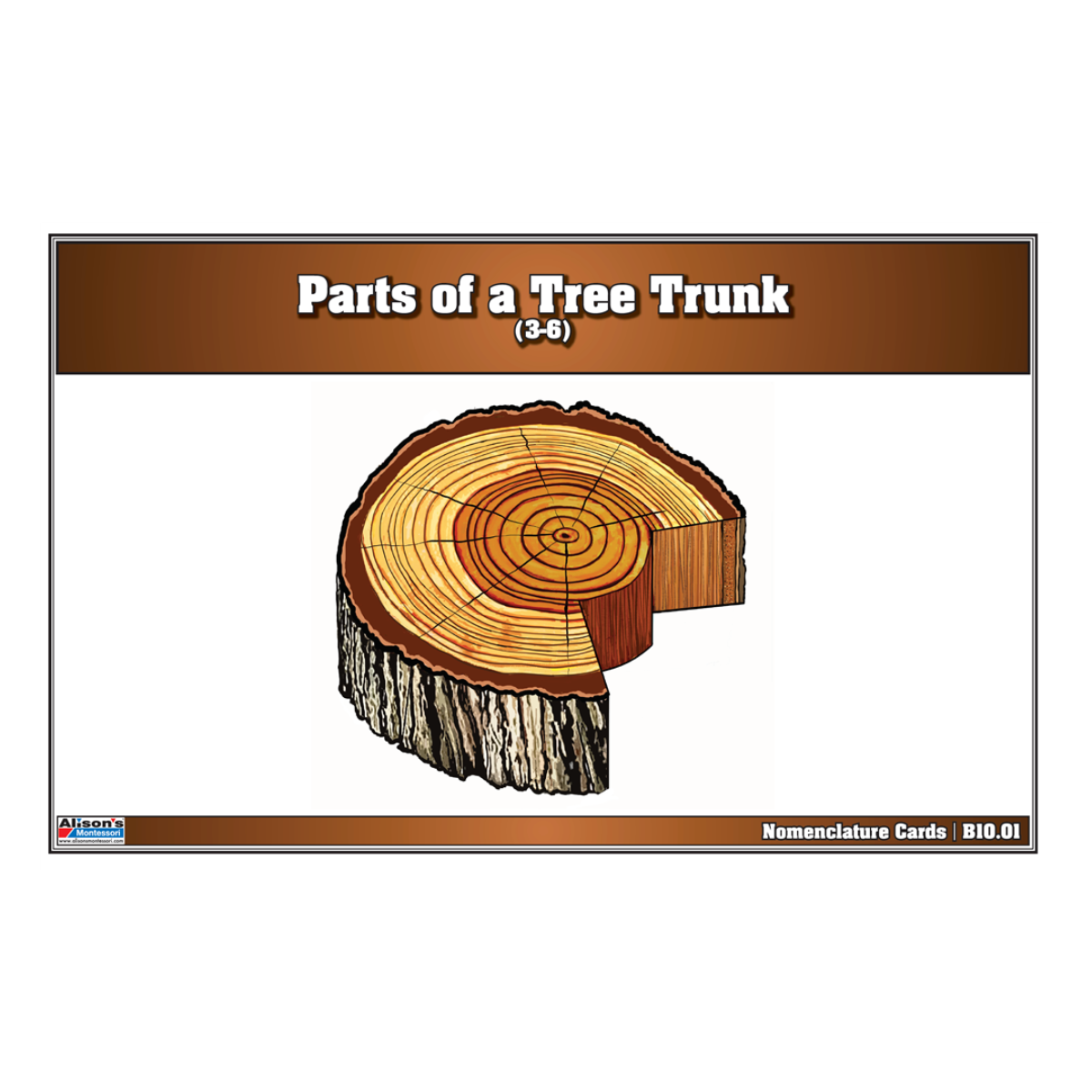 Parts of a Tree Trunk Puzzle with Nomenclature Cards 6-9