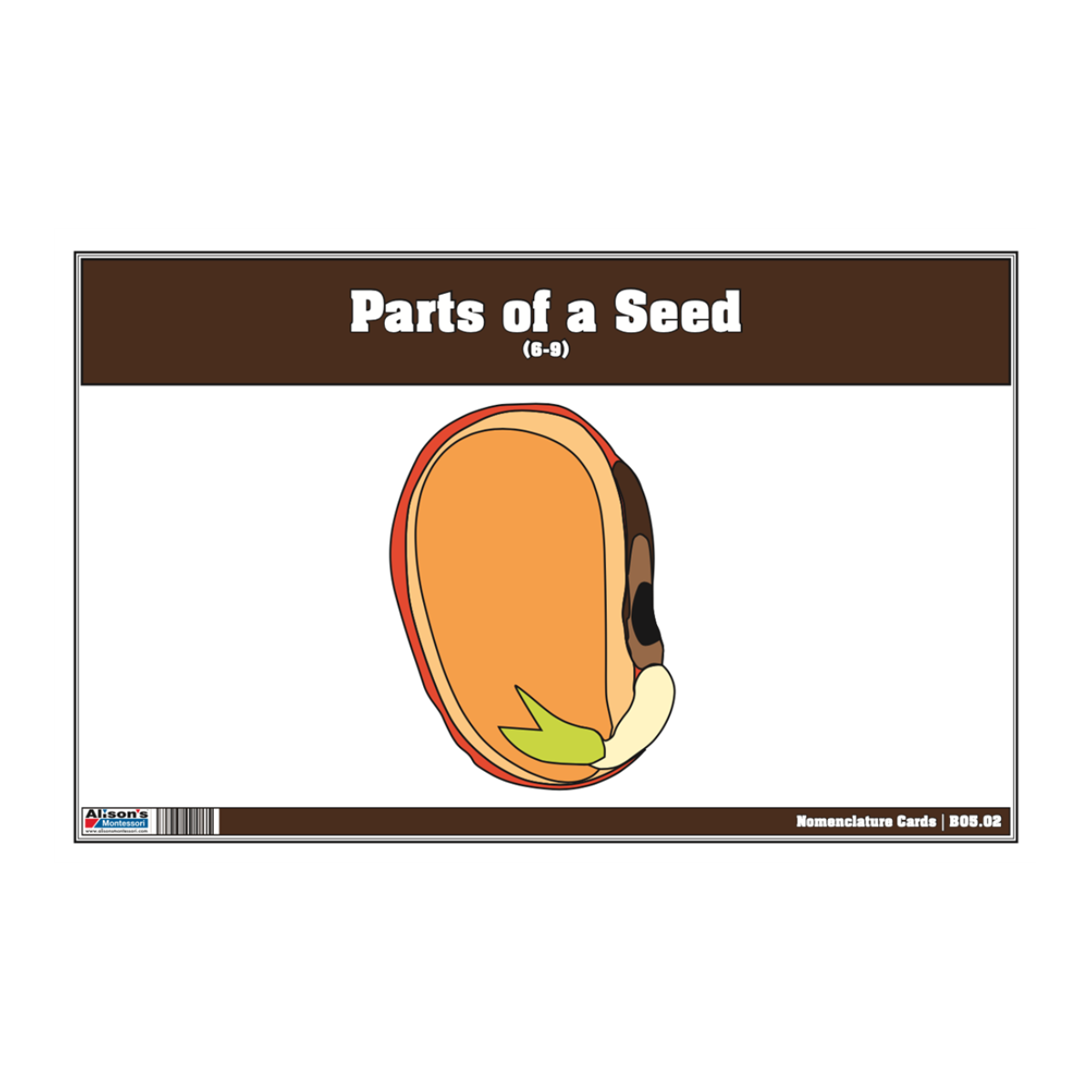 Parts of a Seed Puzzle with Nomenclature Cards 6-9 (Printed)