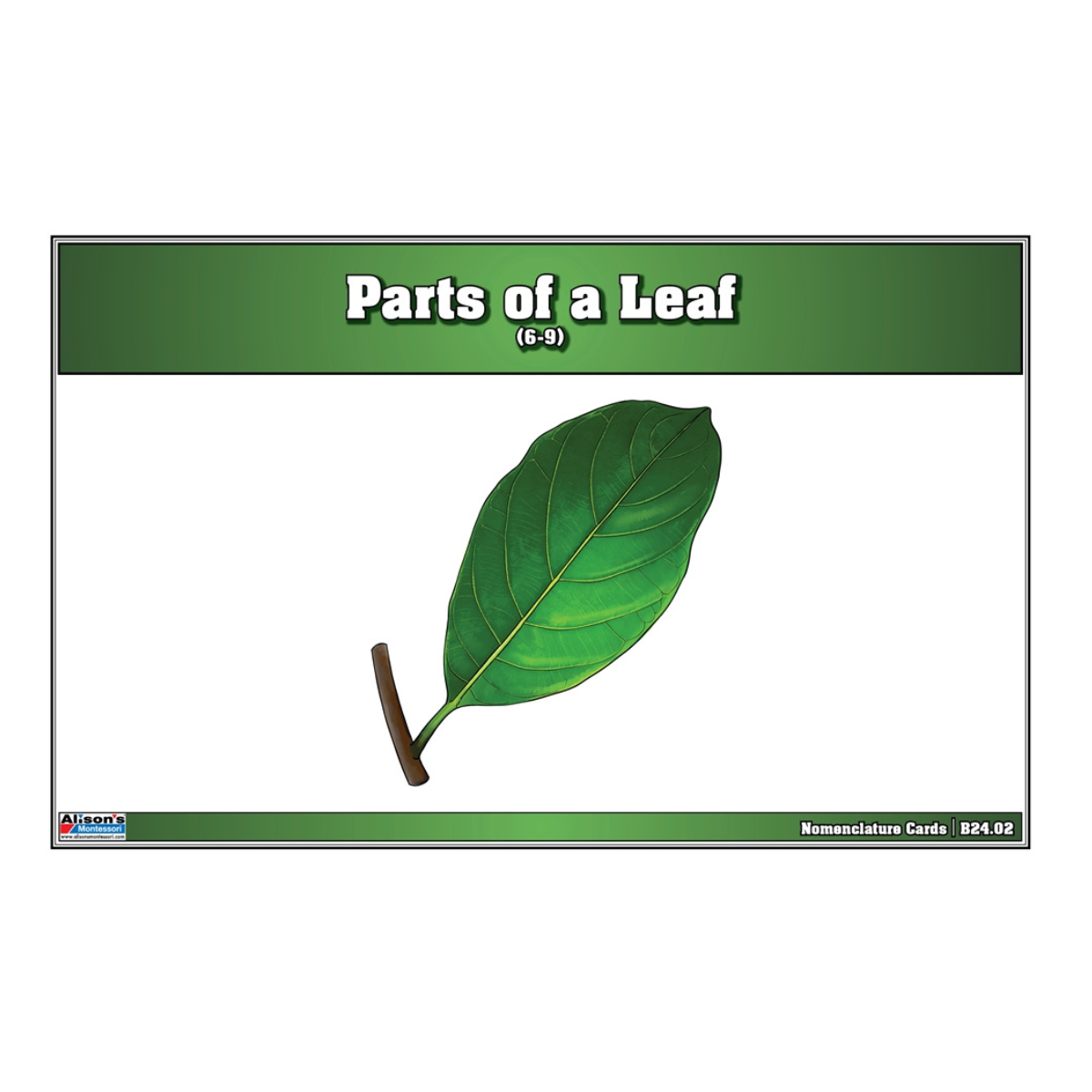 Parts of a Leaf Puzzle with Nomenclature Cards (Printed) (6-9)