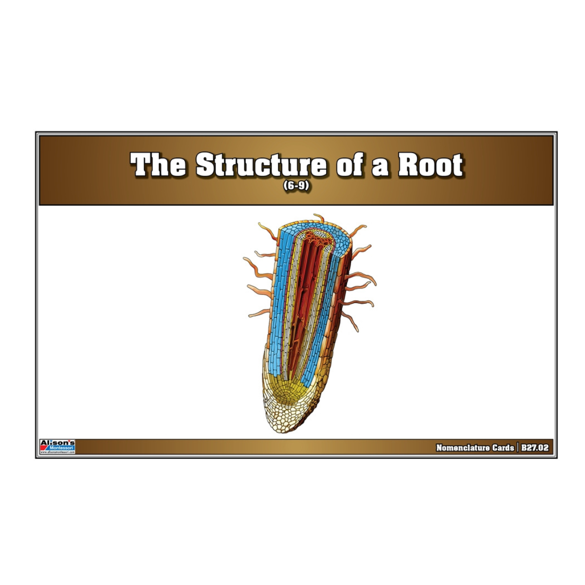 The Structure of a Root Puzzle with Nomenclature Cards (Printed) (6-9)