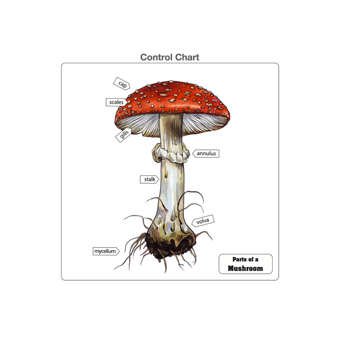 Parts of a Mushroom Puzzle