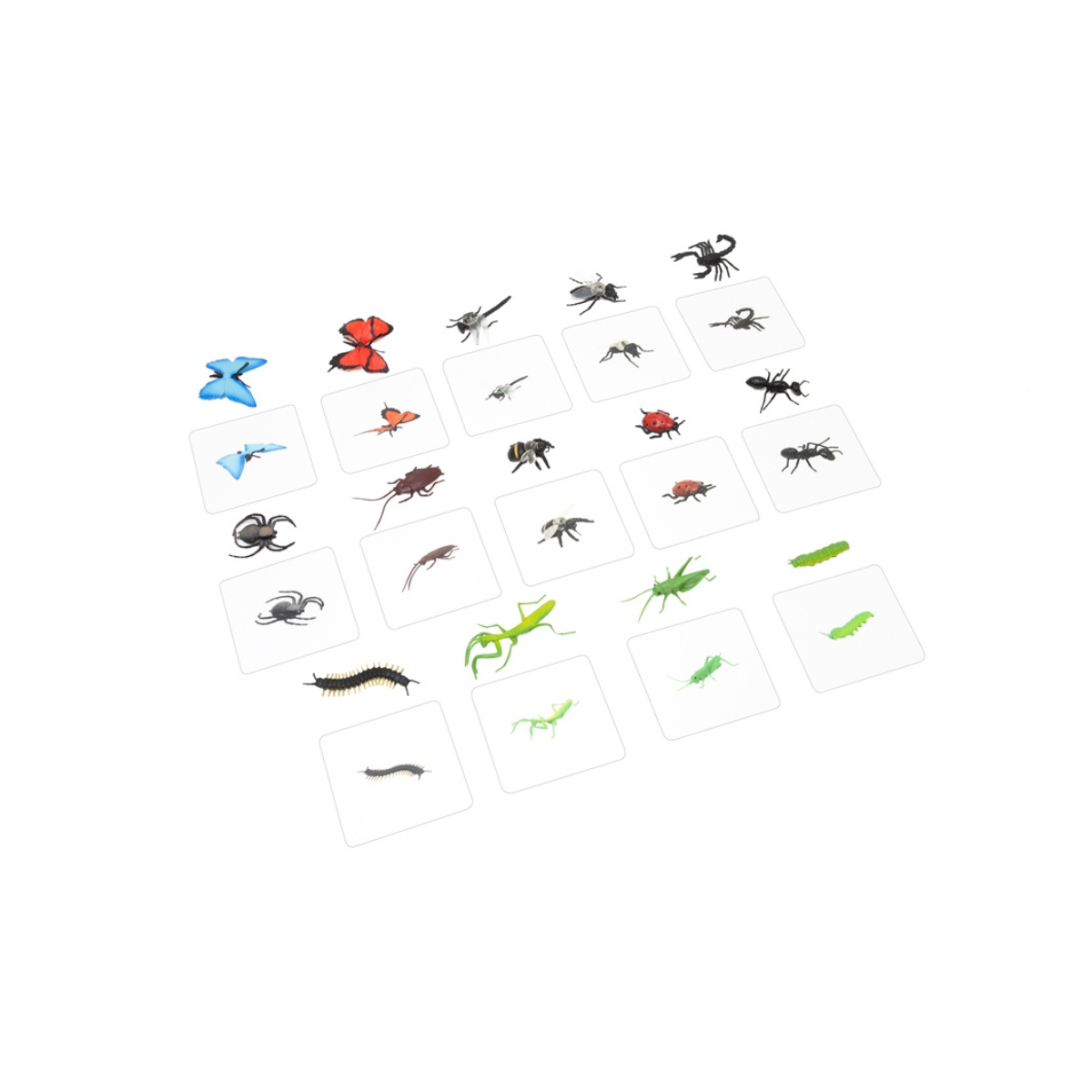 Object to Picture Matching: Insects