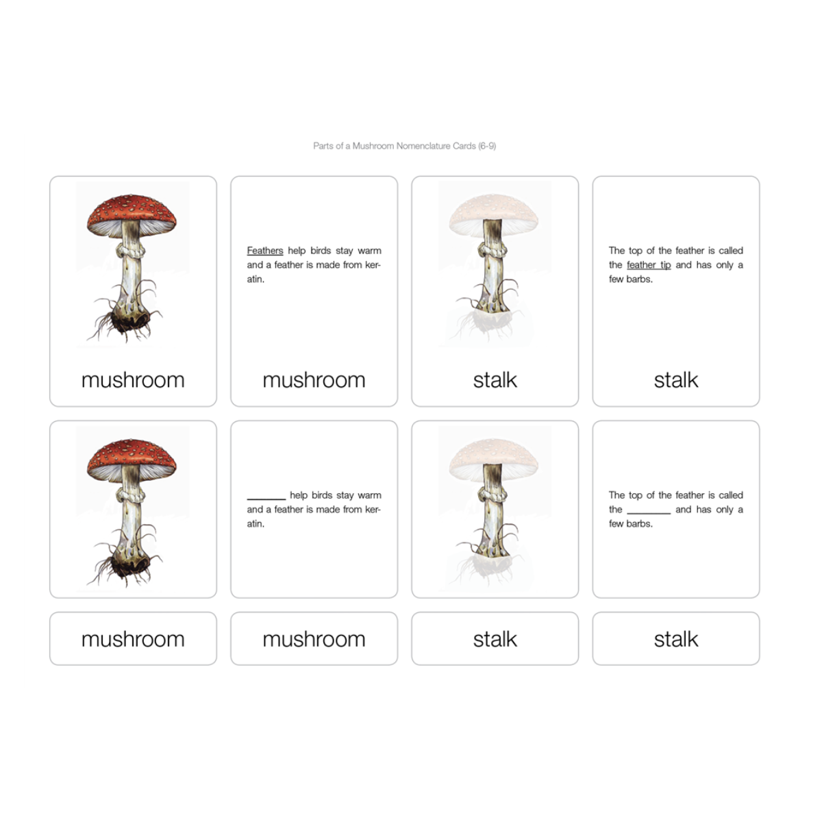 Parts of a Mushroom Puzzle with Nomenclature Cards (6-9)