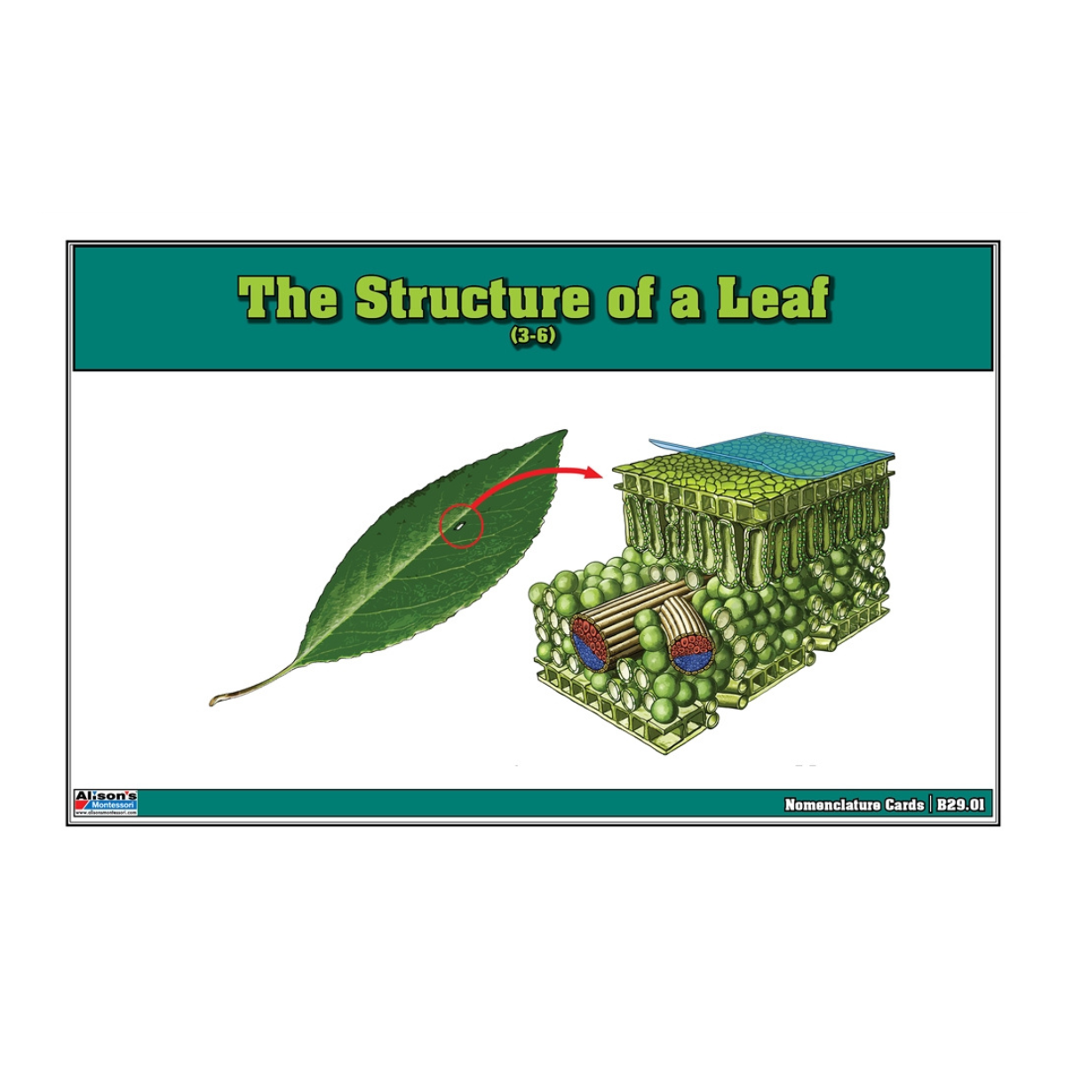 The Structure of a Leaf Puzzle with Nomenclature Cards (Printed) (6-9)