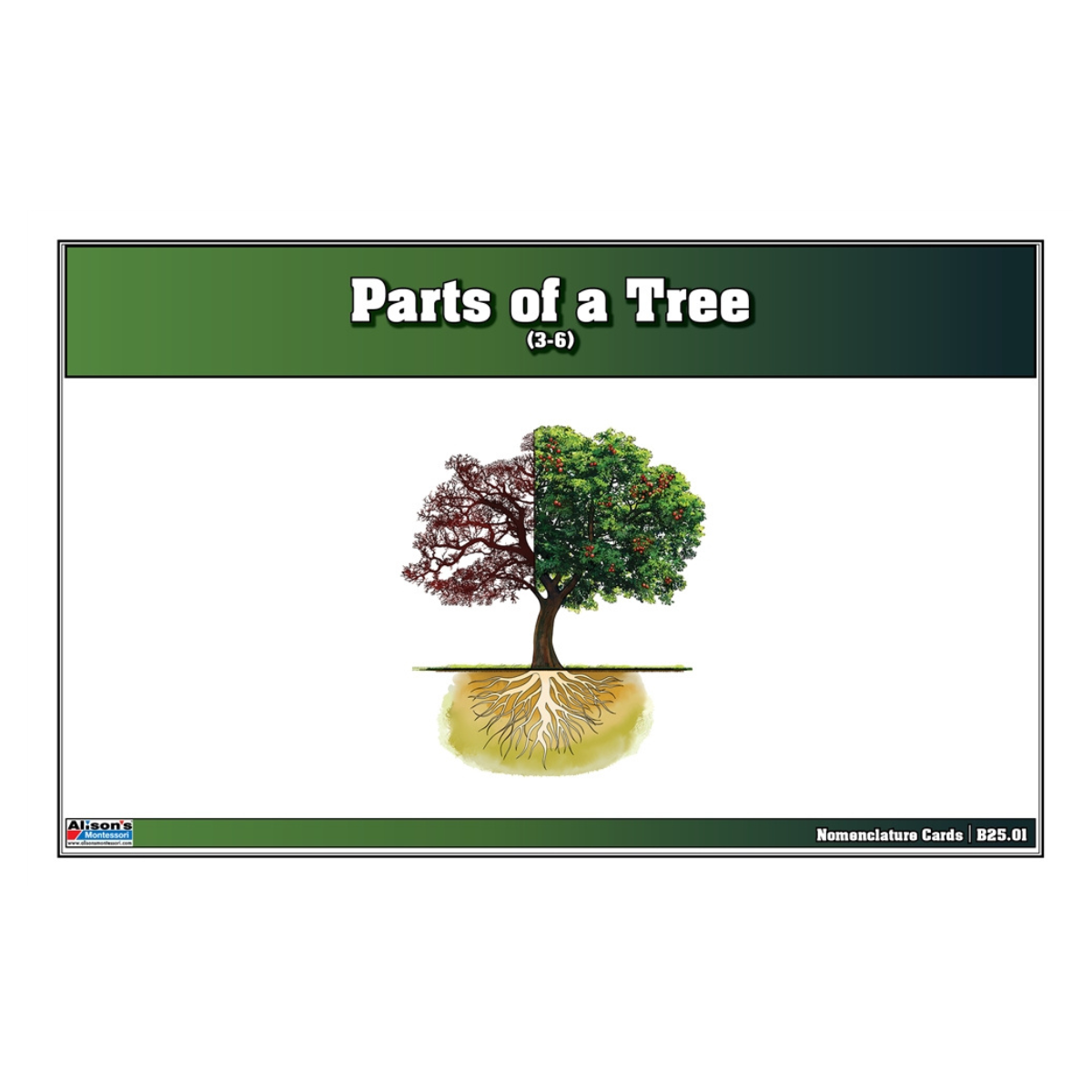Parts of a Tree Puzzle with Nomenclature Cards (Printed) (6-9)