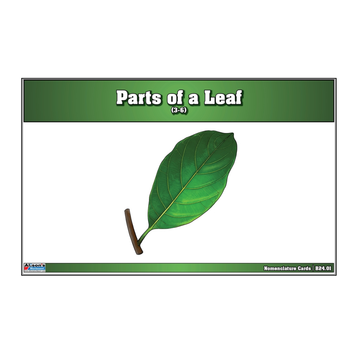Parts of a Leaf Puzzle with Nomenclature Cards (Printed) (3-6)