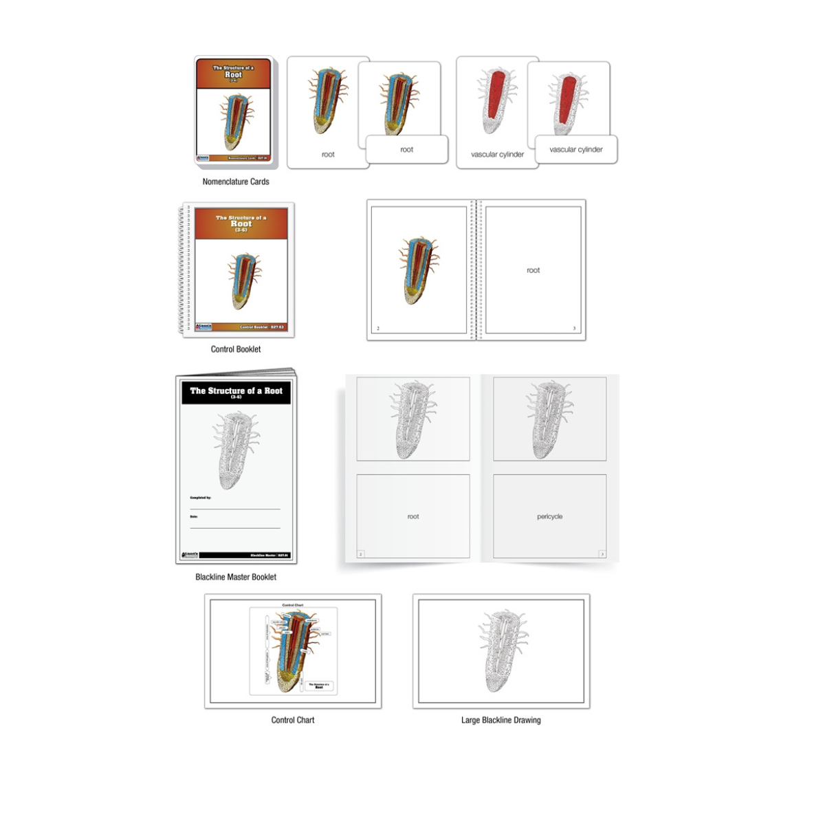 The Structure of a Root Puzzle with Nomenclature Cards (Printed) (3-6)