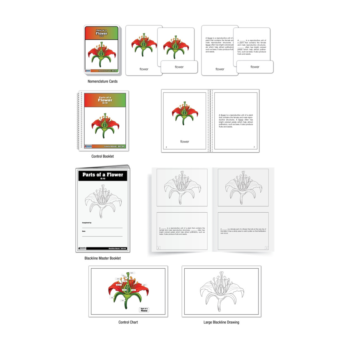 Parts of a Flower Puzzle with Nomenclature Cards (Printed) (6-9)