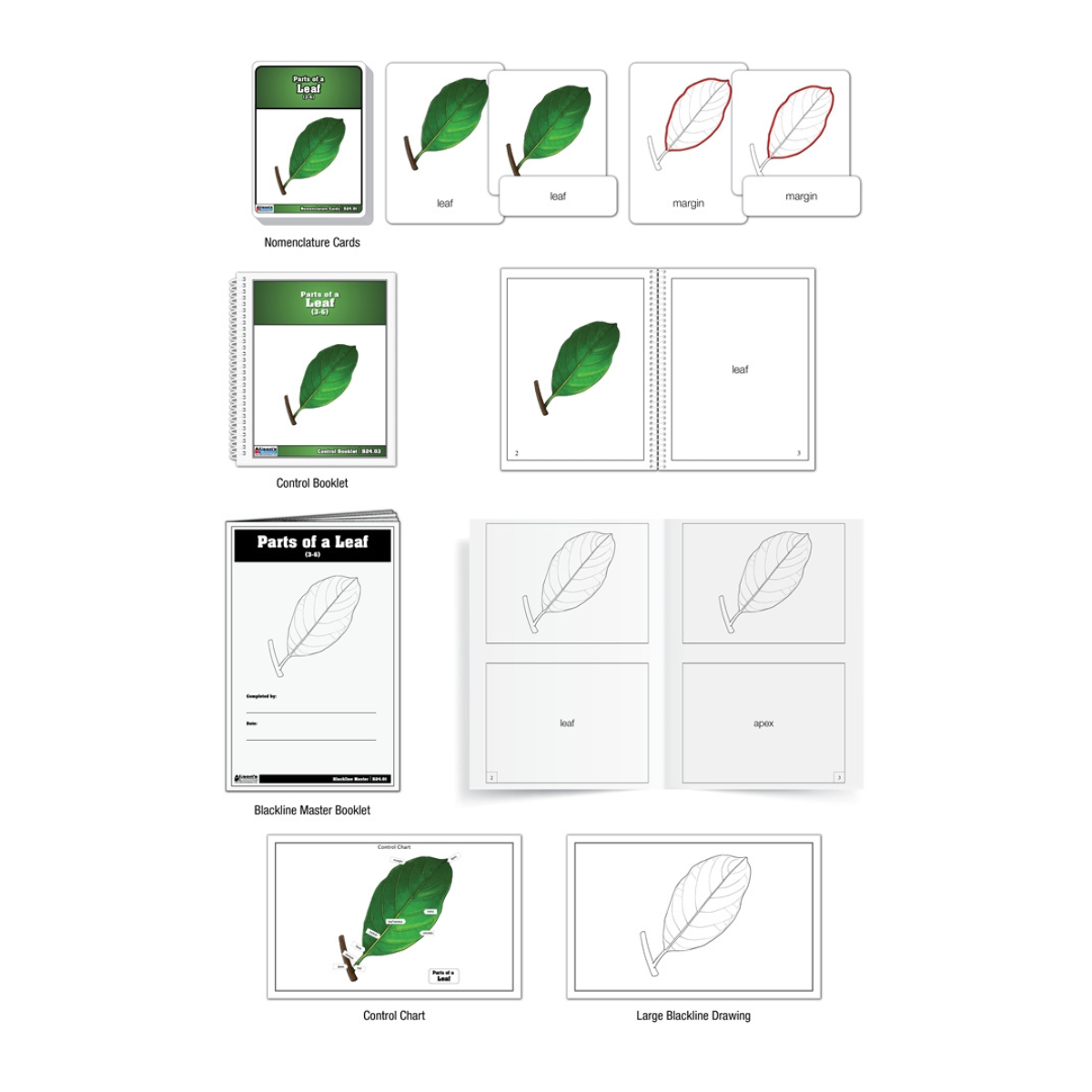 Parts of a Leaf Puzzle with Nomenclature Cards (Printed) (3-6)