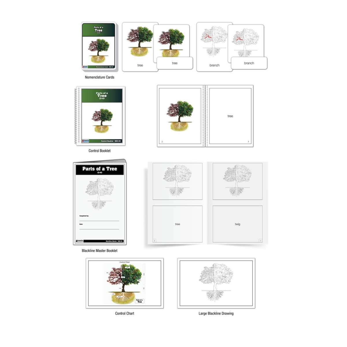 Parts of a Tree Puzzle with Nomenclature Cards (Printed) (6-9)