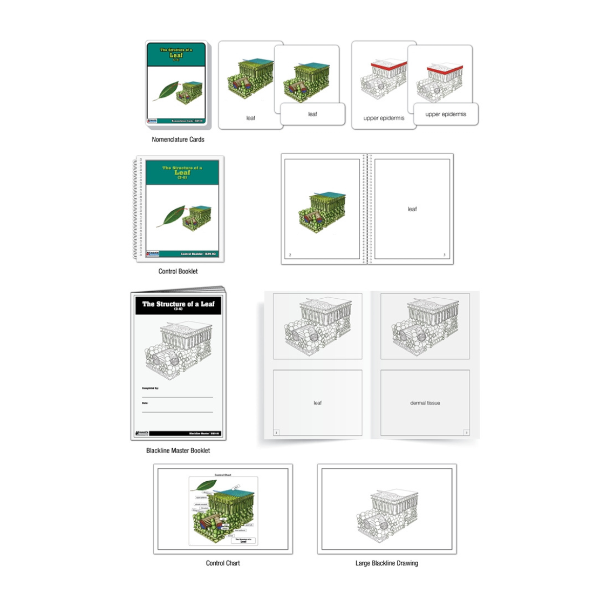 The Structure of a Leaf Puzzle with Nomenclature Cards (3-6)