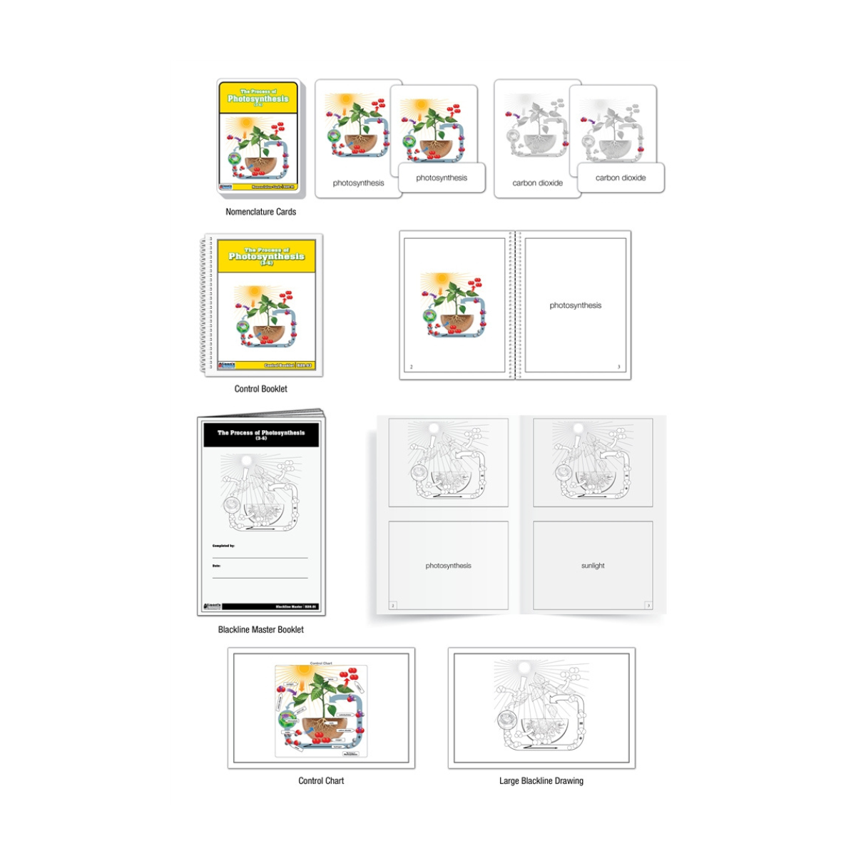 The Process of Photosynthesis Puzzle with Nomenclature Cards (3-6)