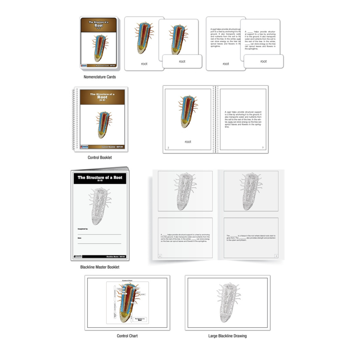 The Structure of a Root Puzzle with Nomenclature Cards (Printed) (6-9)